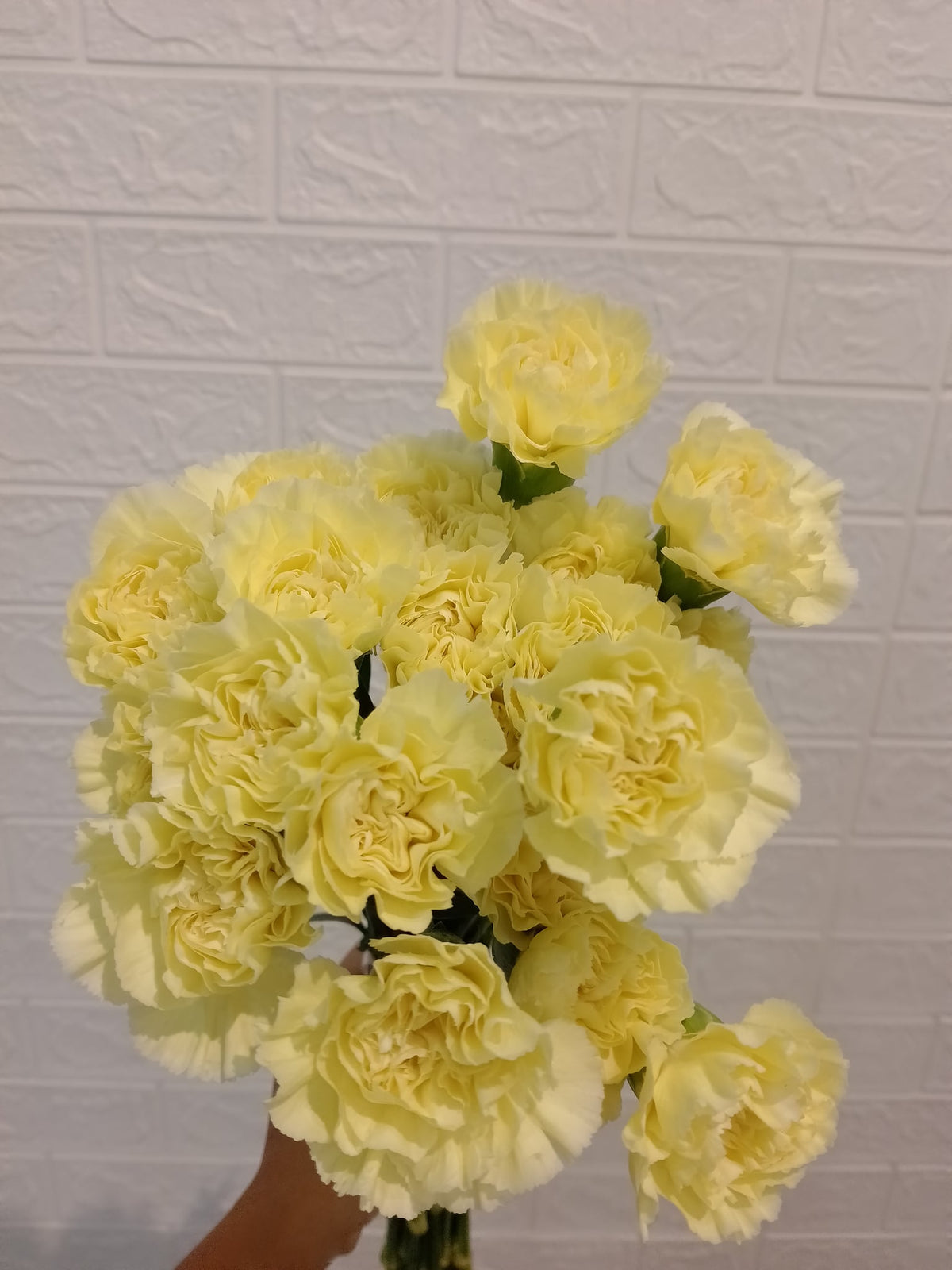 单头康乃馨（黄色） Standard Carnation (Yellow), flower photo
