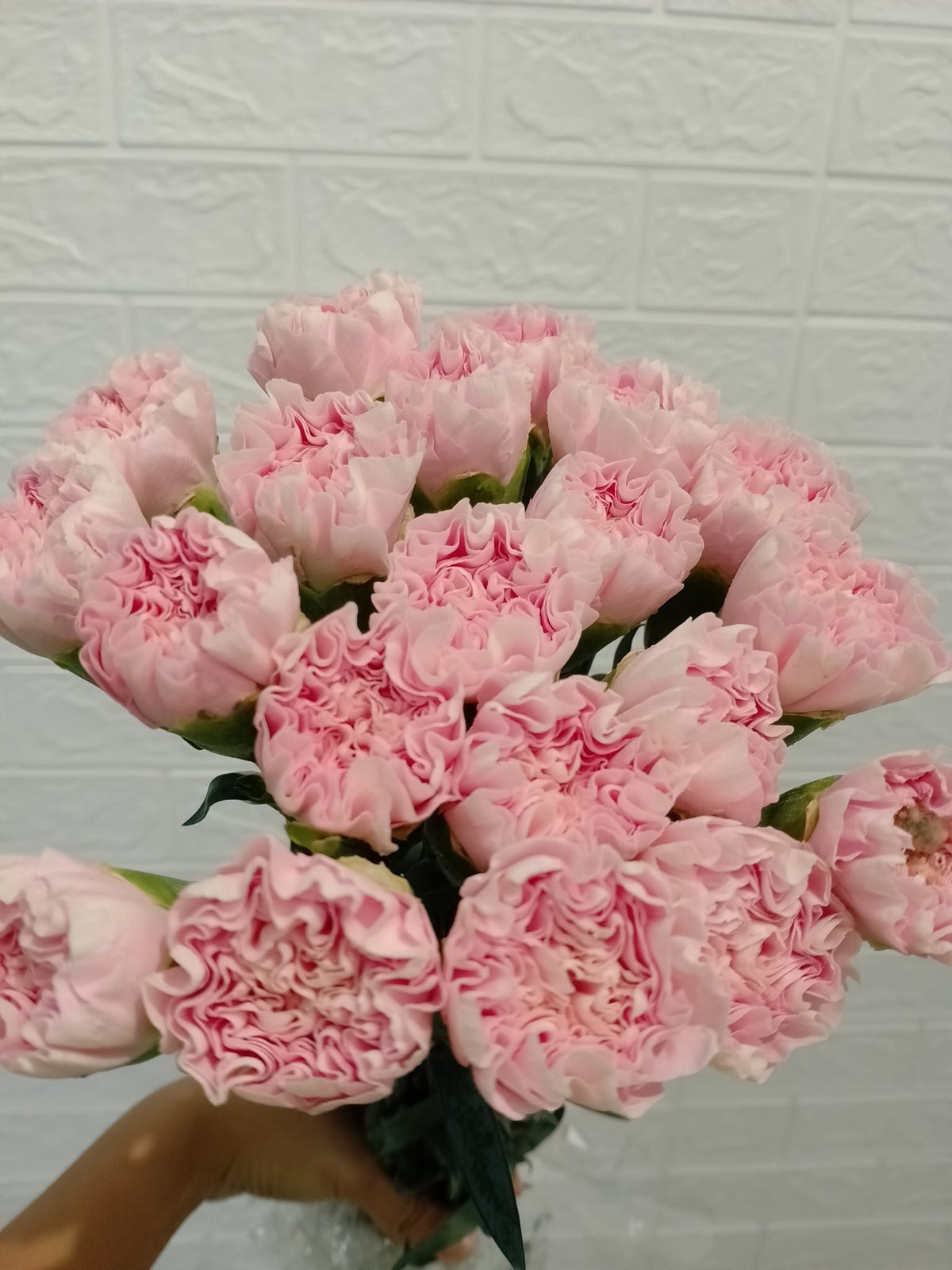 小粉大丁 Little Pink Carnation, flower photo