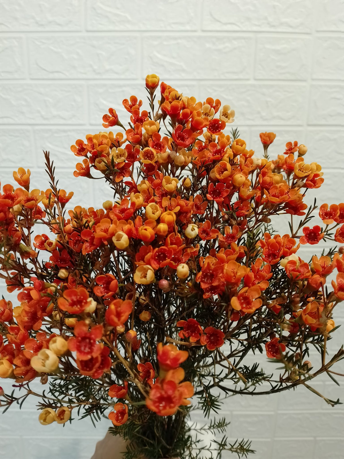 腊梅（橙色） Wax Flower (Orange), flower photo