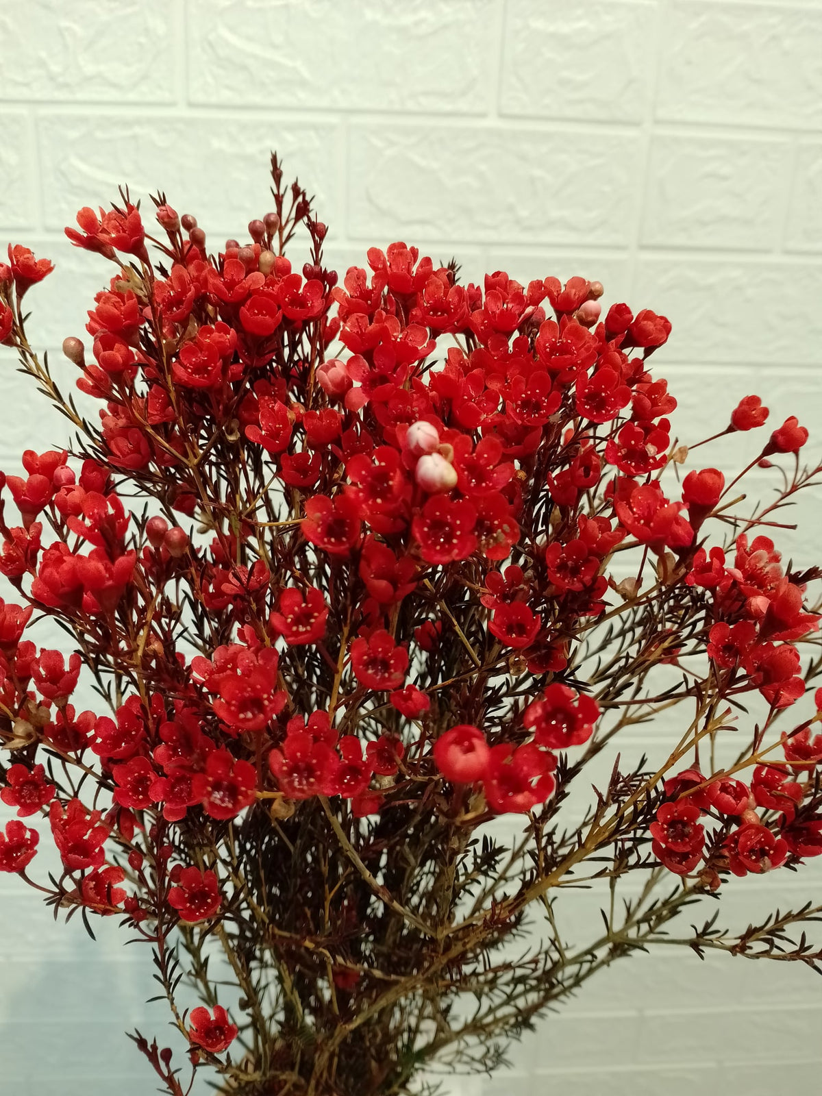 腊梅（红色） Wax Flower (Red), flower photo