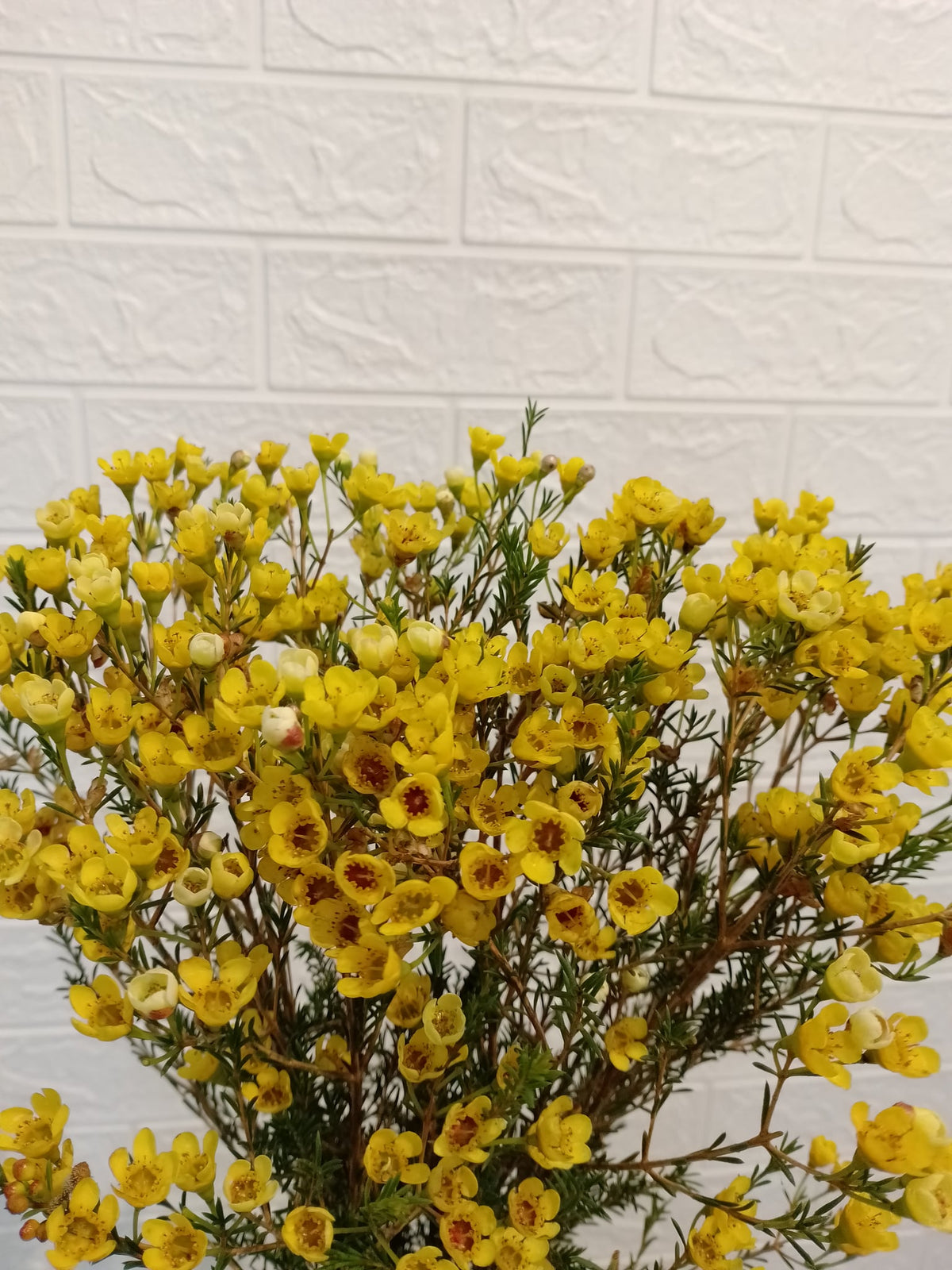 腊梅（黄色） Wax Flower (Yellow), flower photo