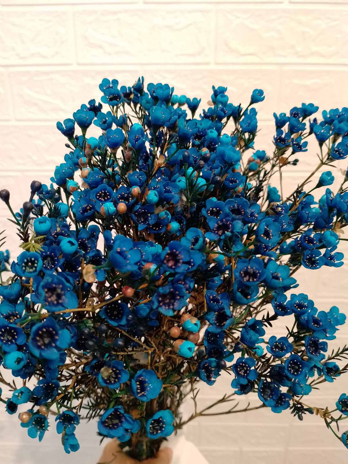 腊梅（蓝色） Wax Flower (Blue), flower photo