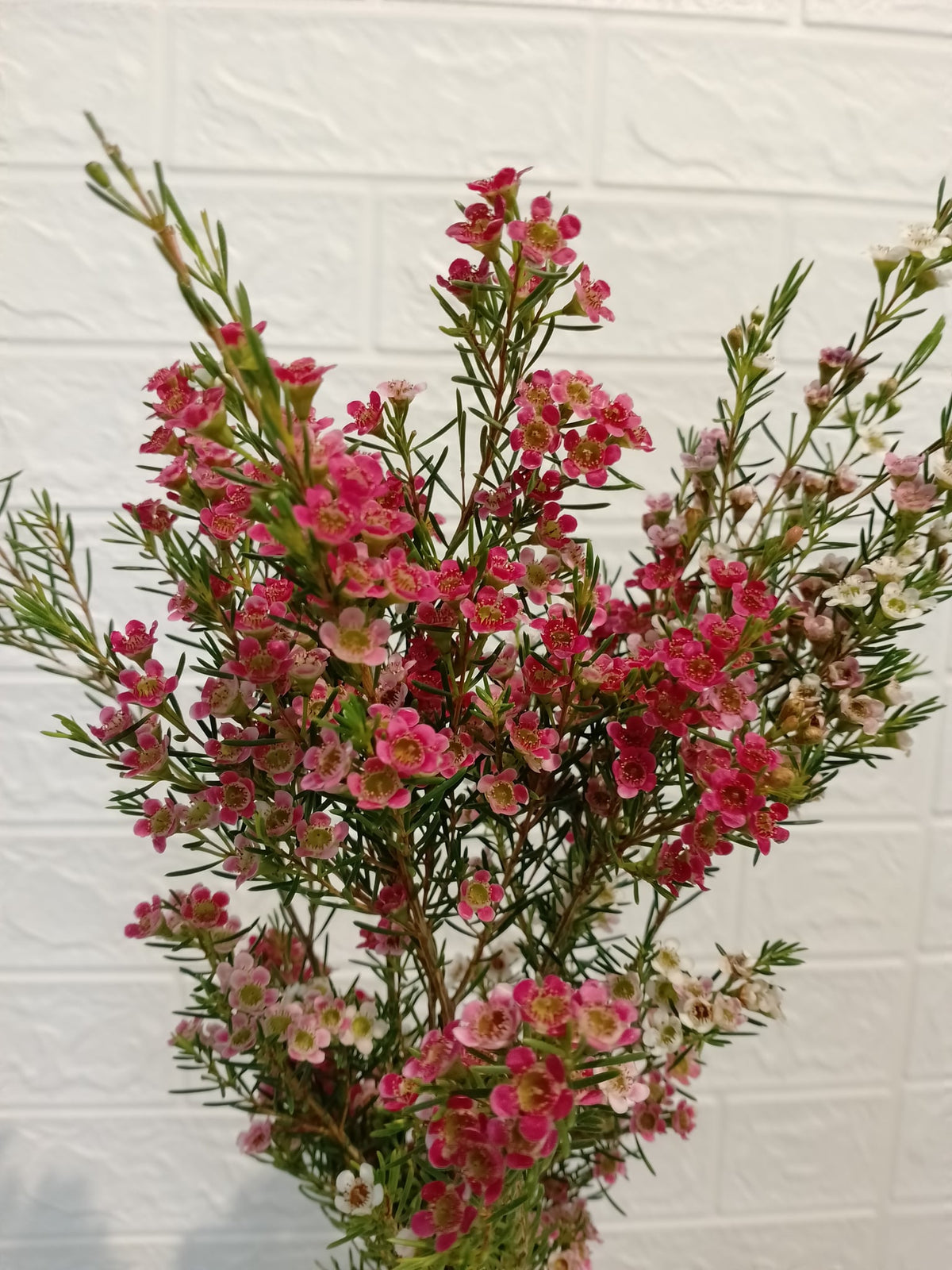 腊梅（吸色粉色） Wax Flower (Dyed Pink), flower photo