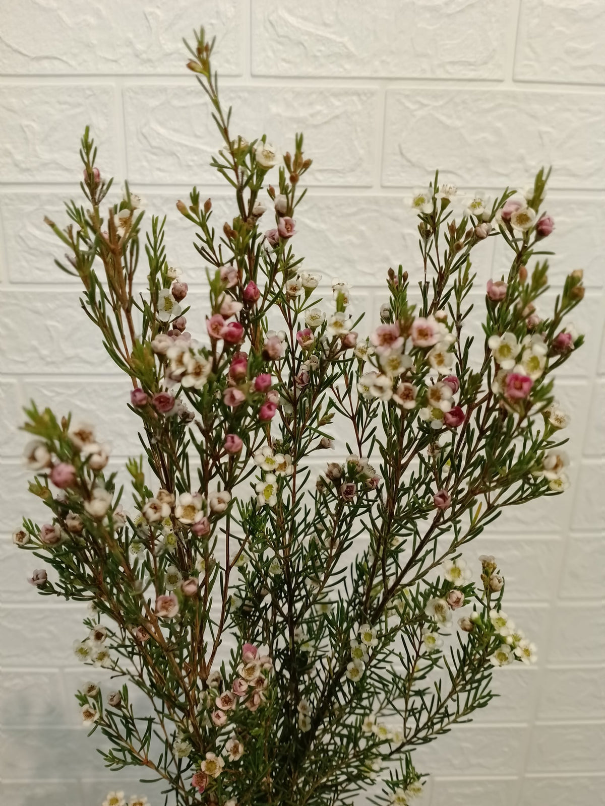 腊梅（白色） Wax Flower (White), flower photo