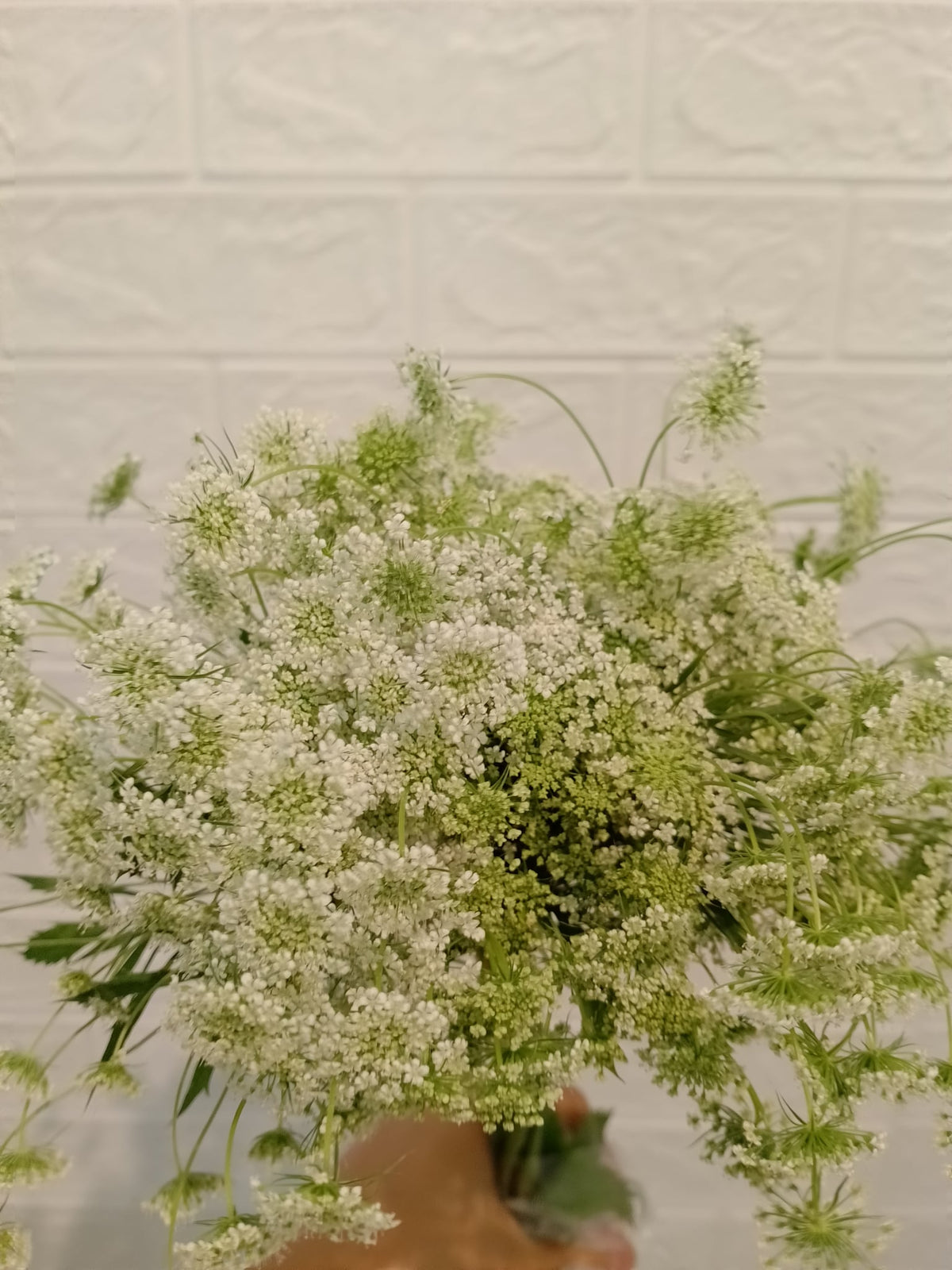 雾风 Lace Flower, flower photo