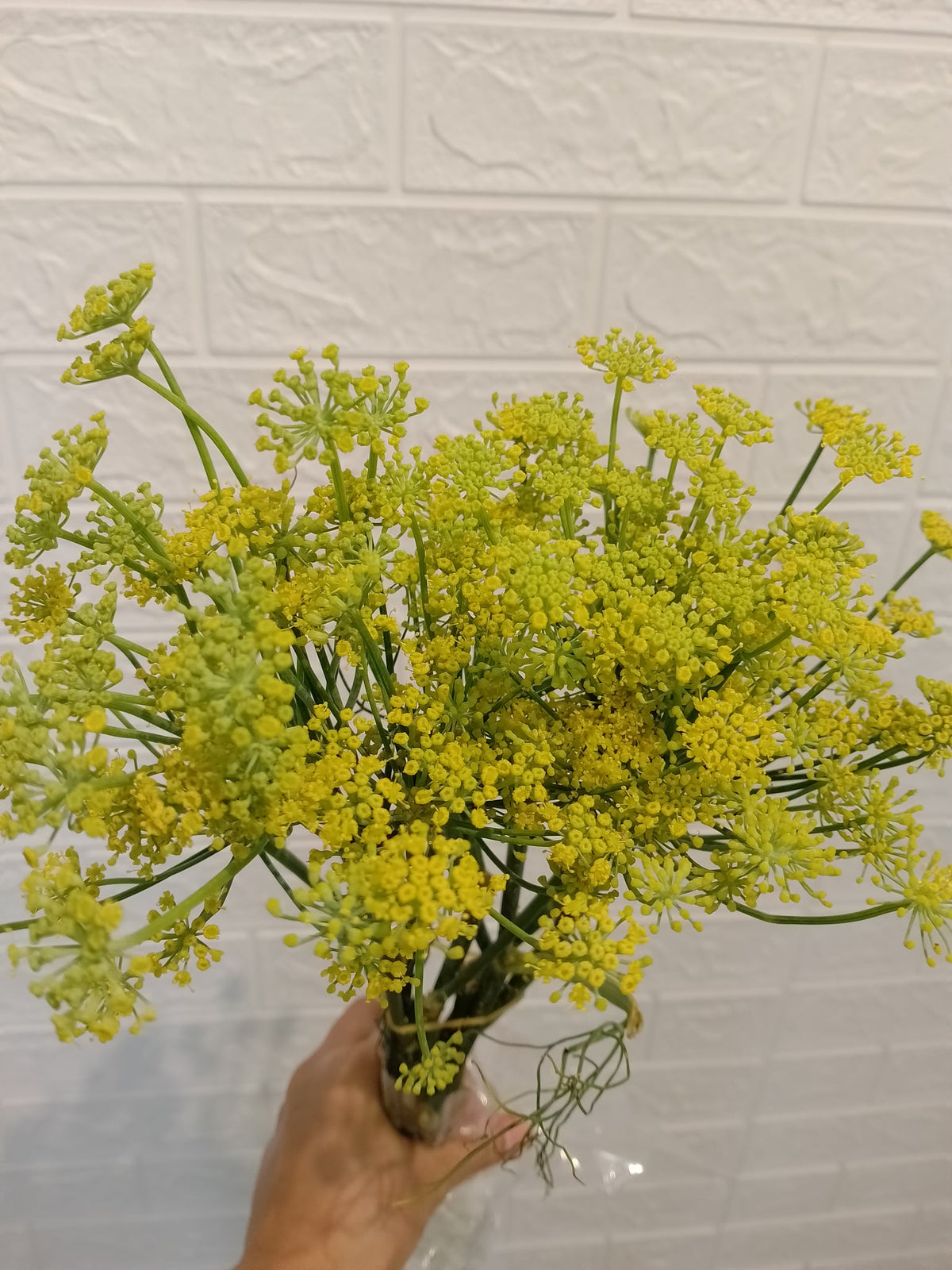 黄飞香 Yellow Anethum (Dill), flower photo