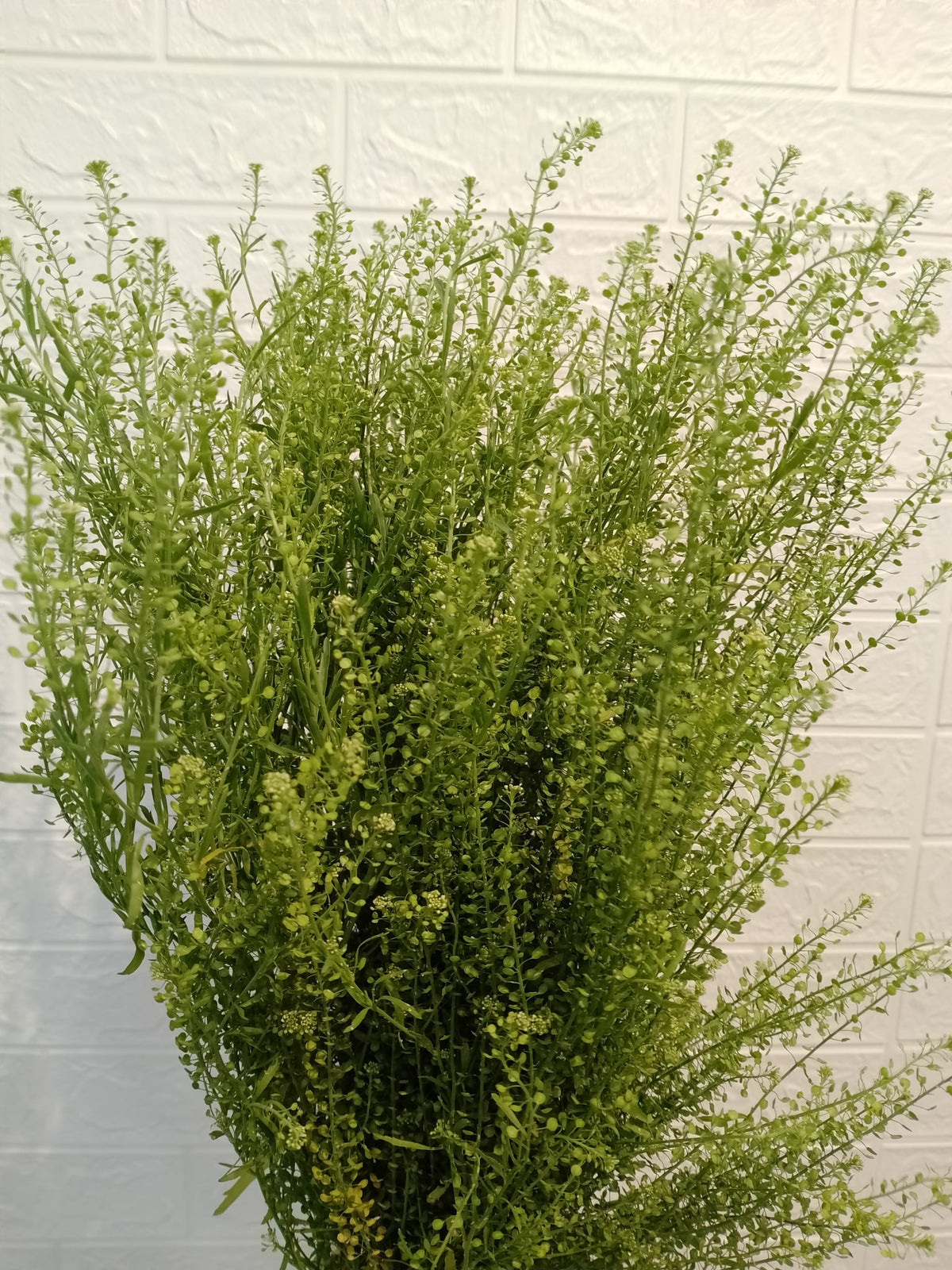 绿玲花 Thlaspi Arvense, flower photo