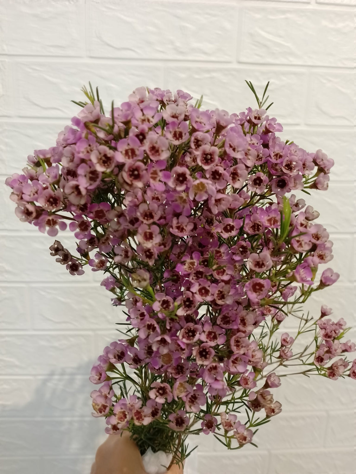 腊梅（紫色） Wax Flower (Purple), flower photo