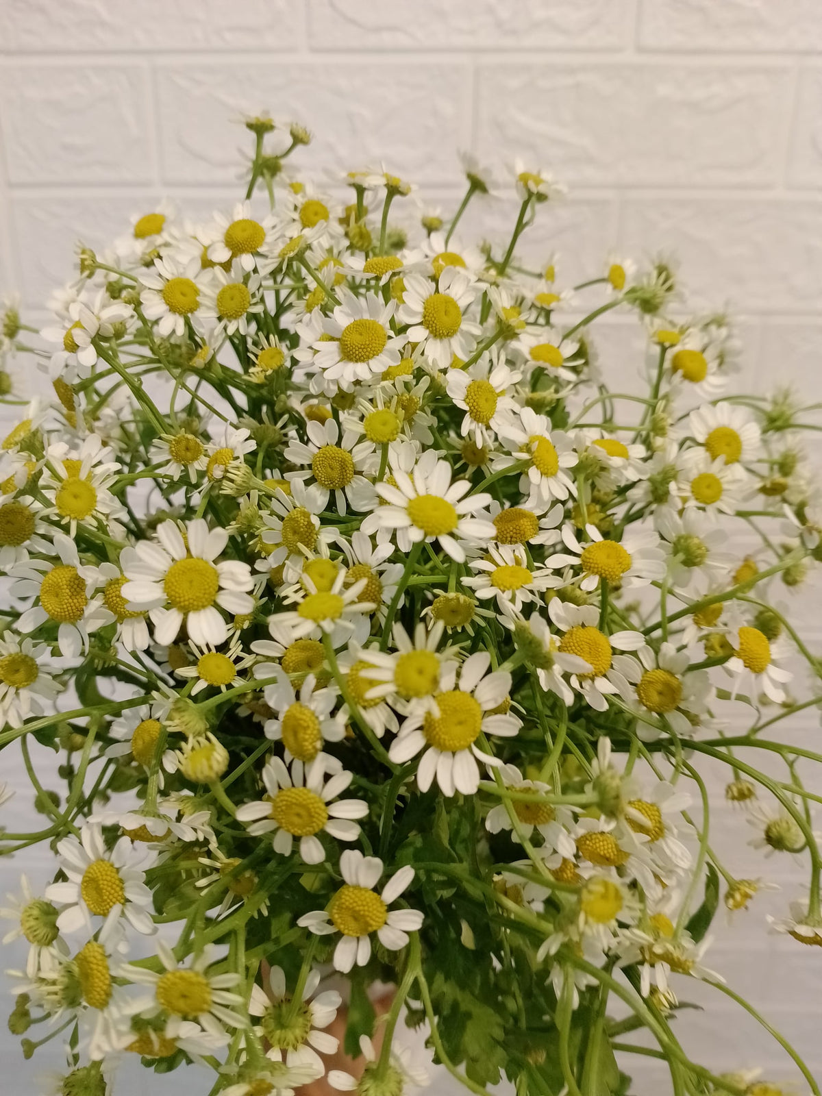 洋甘菊 Chamomile, flower photo