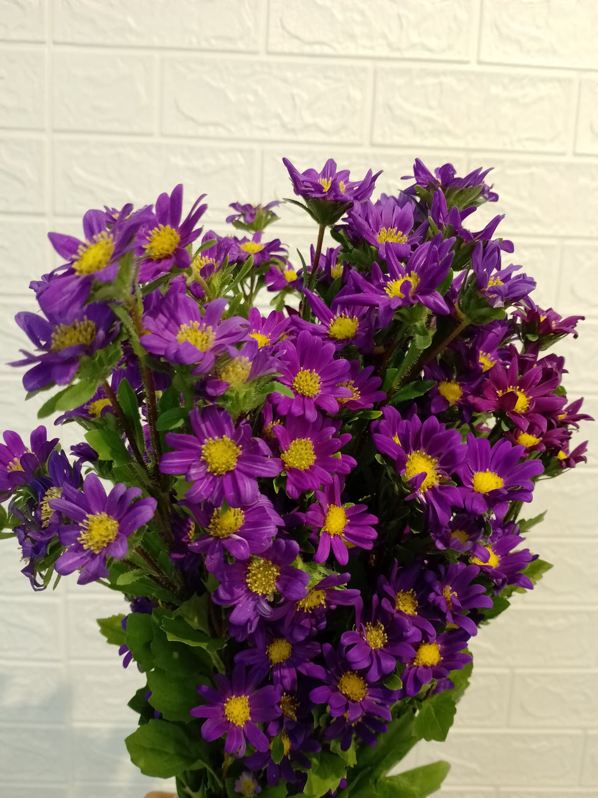 多头小菊花 Spray Chrysanthemum, flower photo