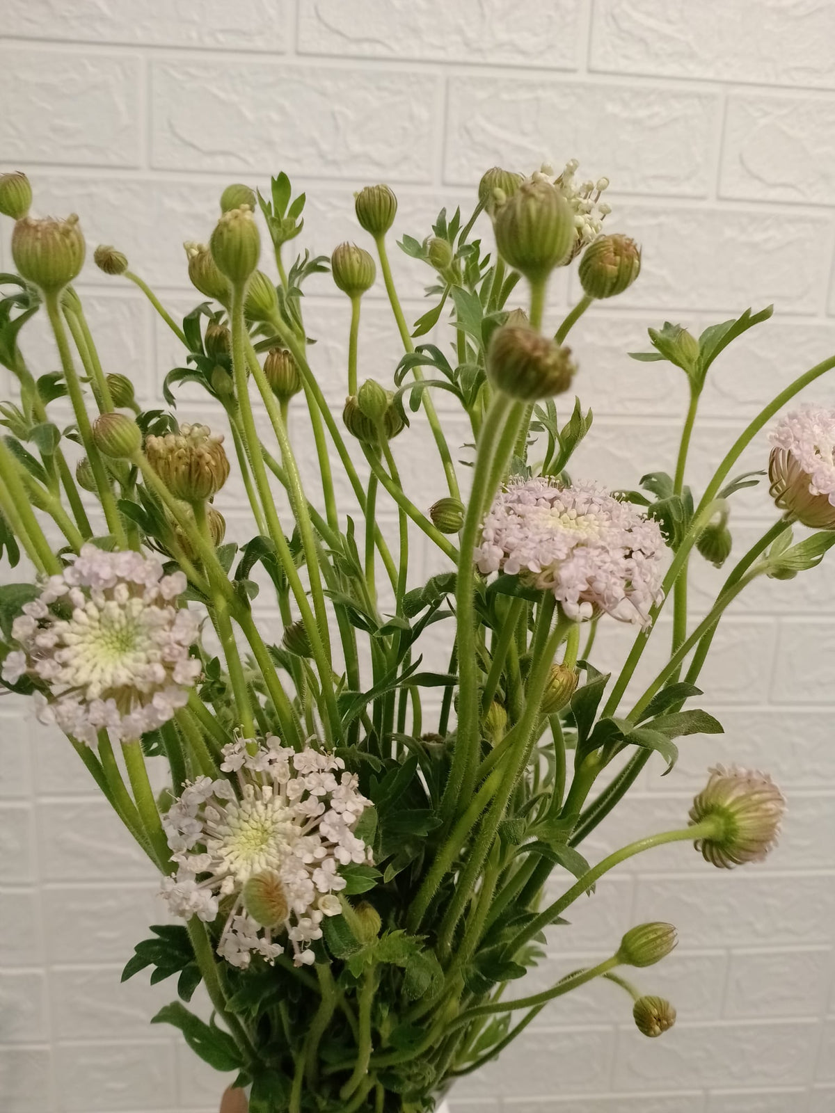 翠珠花（粉色） Trachymene (Pink), flower photo