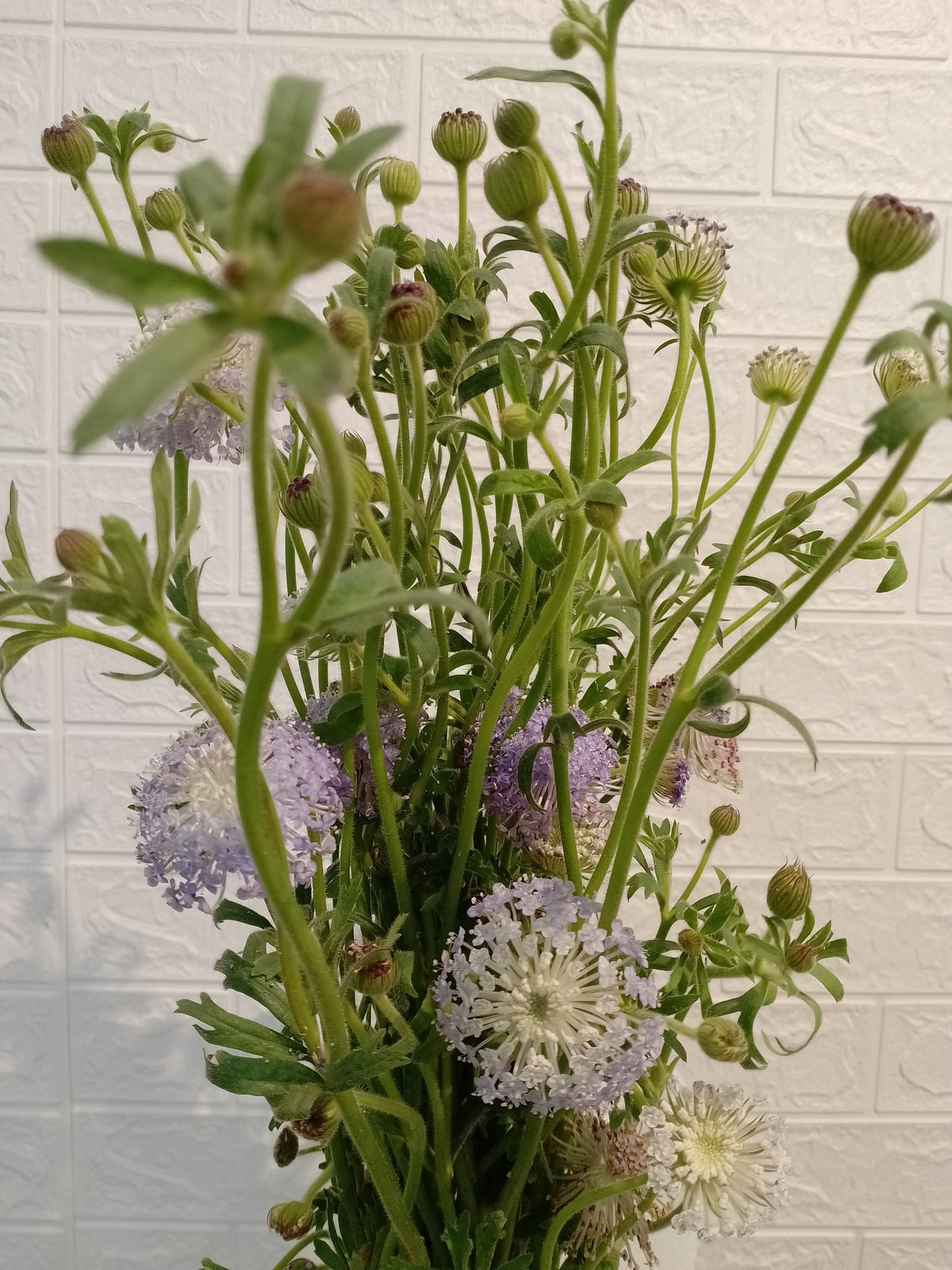 翠珠花（紫色） Trachymene (Purple), flower photo