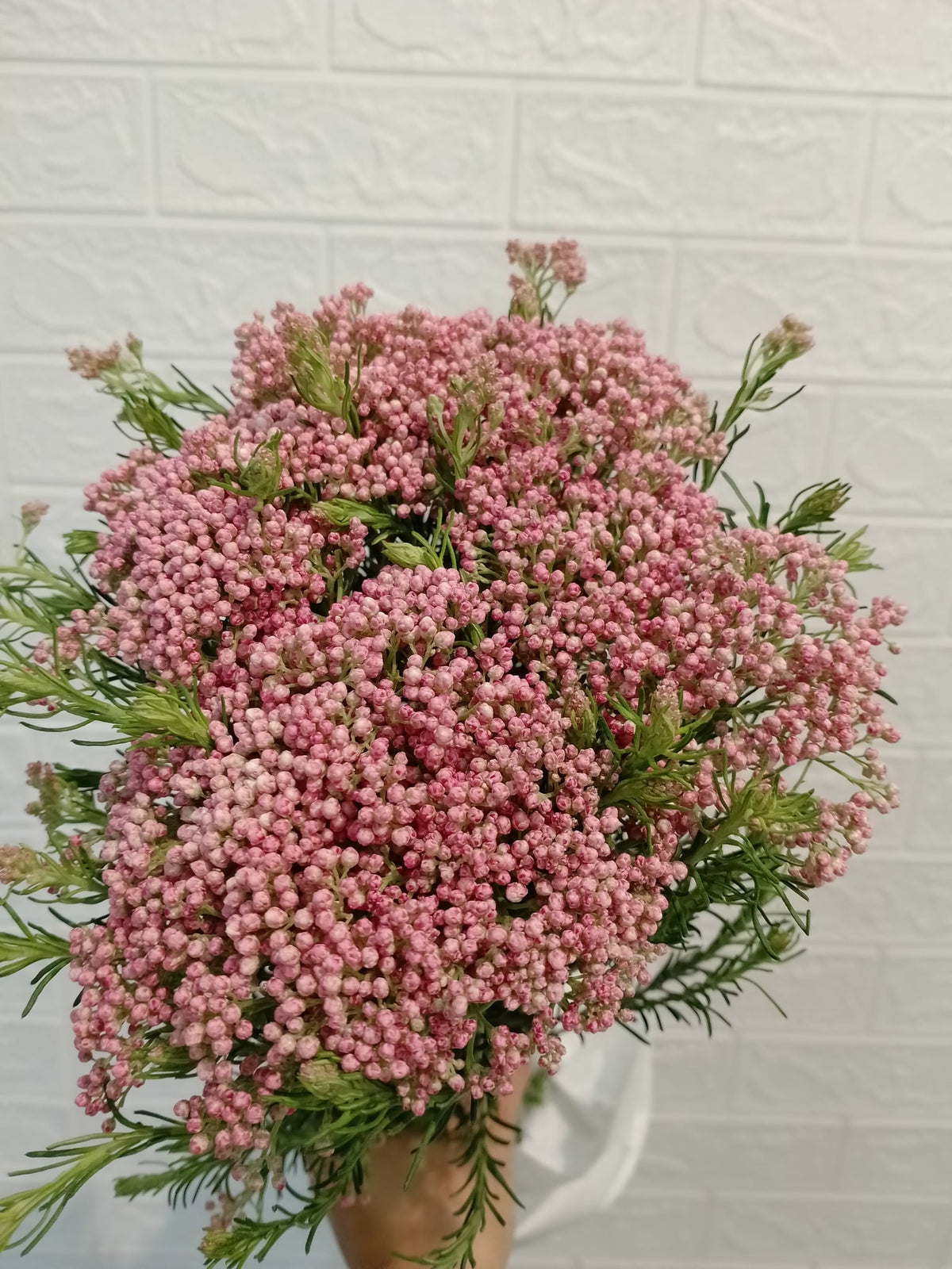 米香花（粉色） Ozothamnus (Rice Flower) (Pink), flower photo