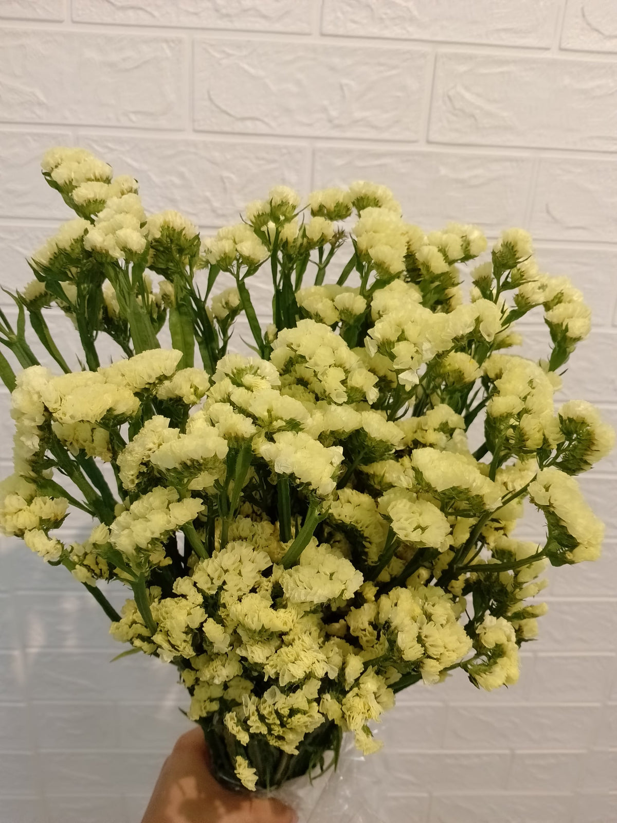 勿忘我（浅黄） Statice (Light Yellow), flower photo
