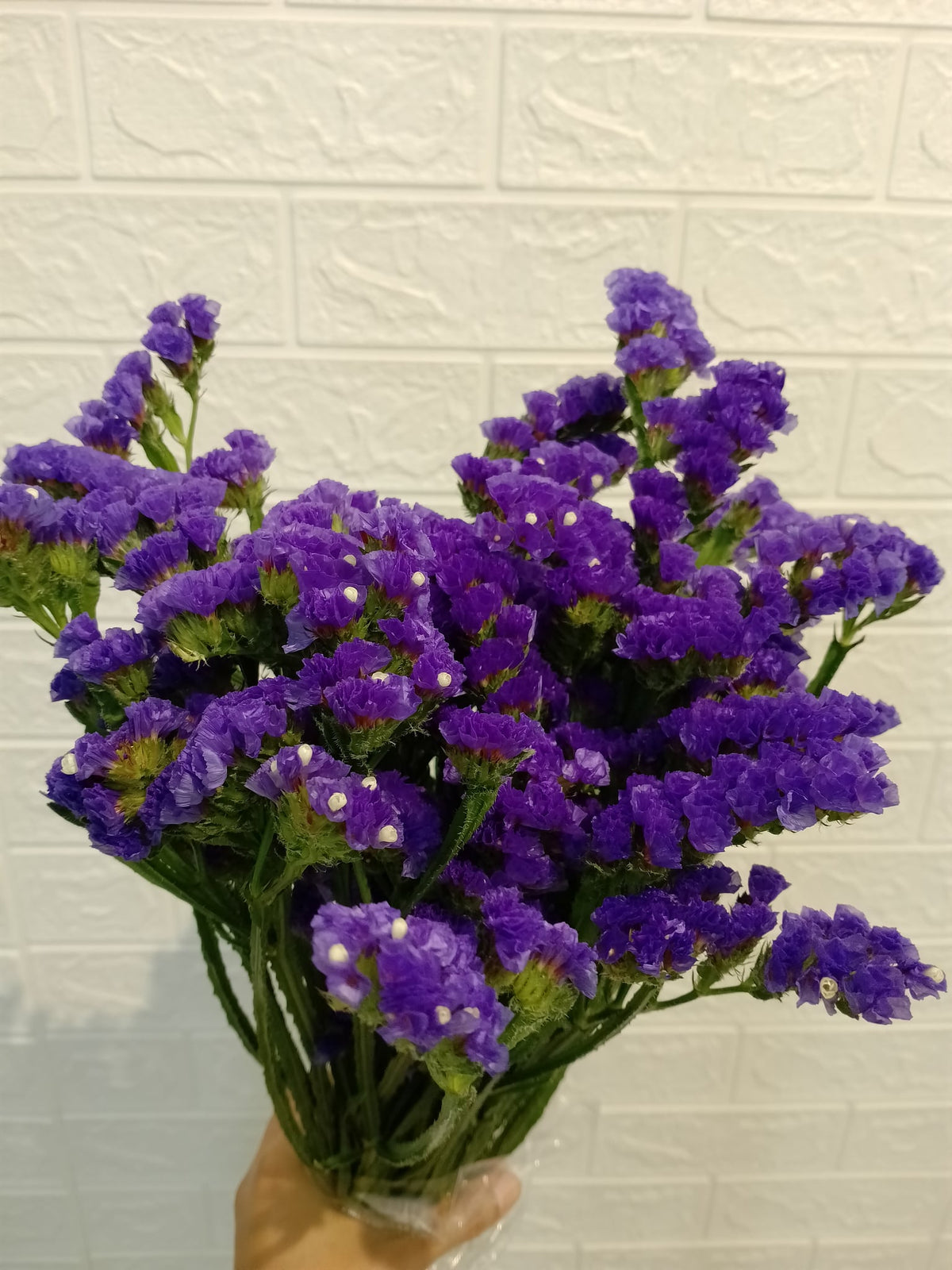 勿忘我（紫色） Statice (Purple), flower photo