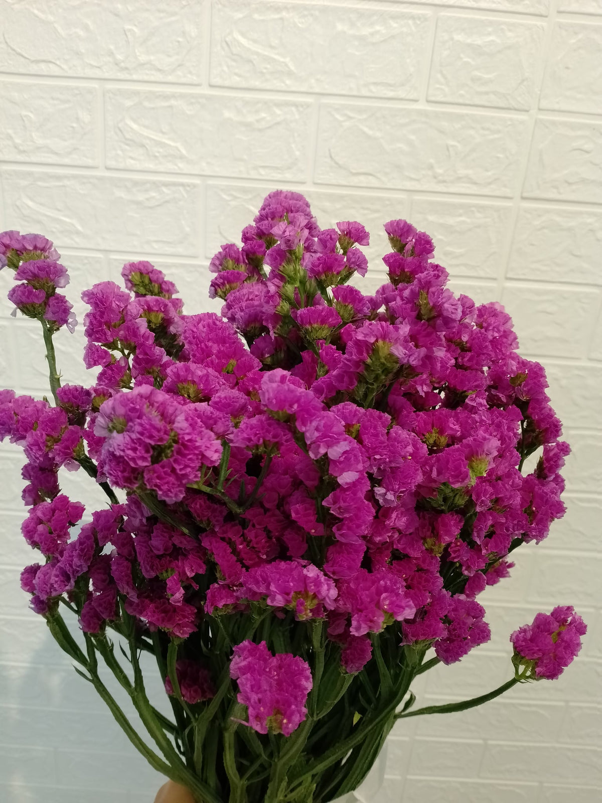 勿忘我（桃红） Statice (Hot Pink), flower photo