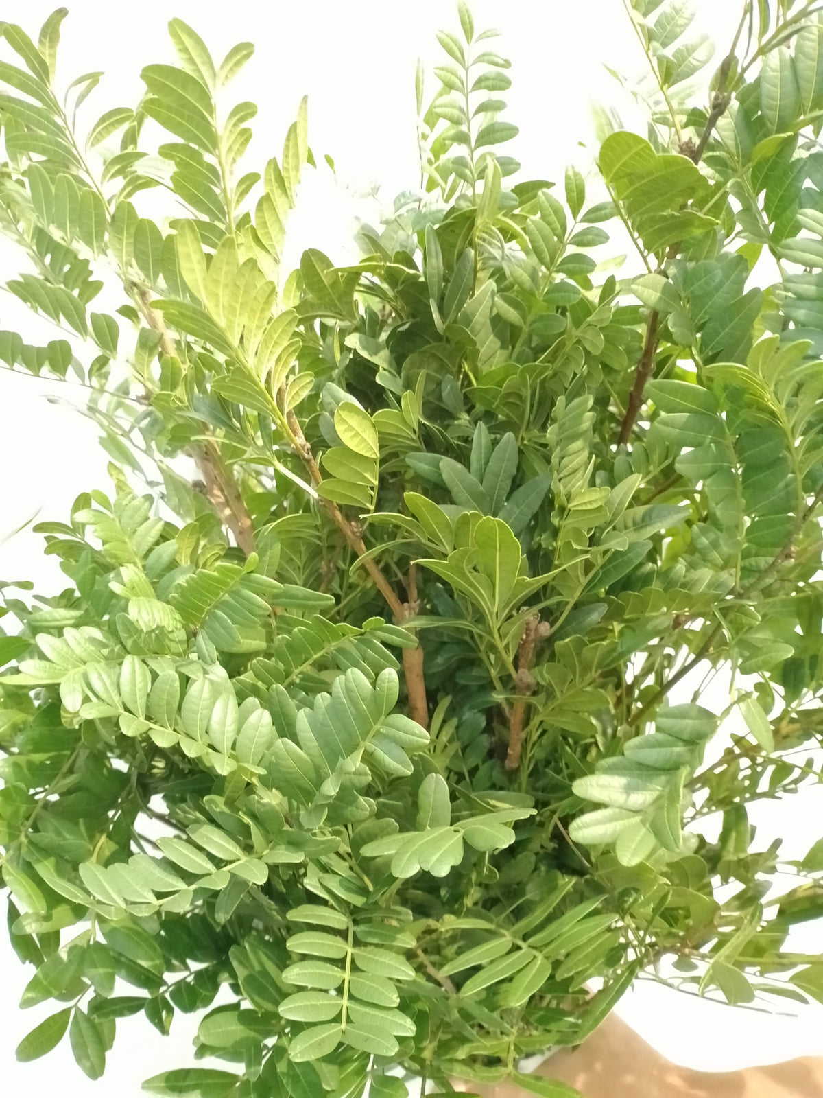 清香木 Pistacia, flower photo
