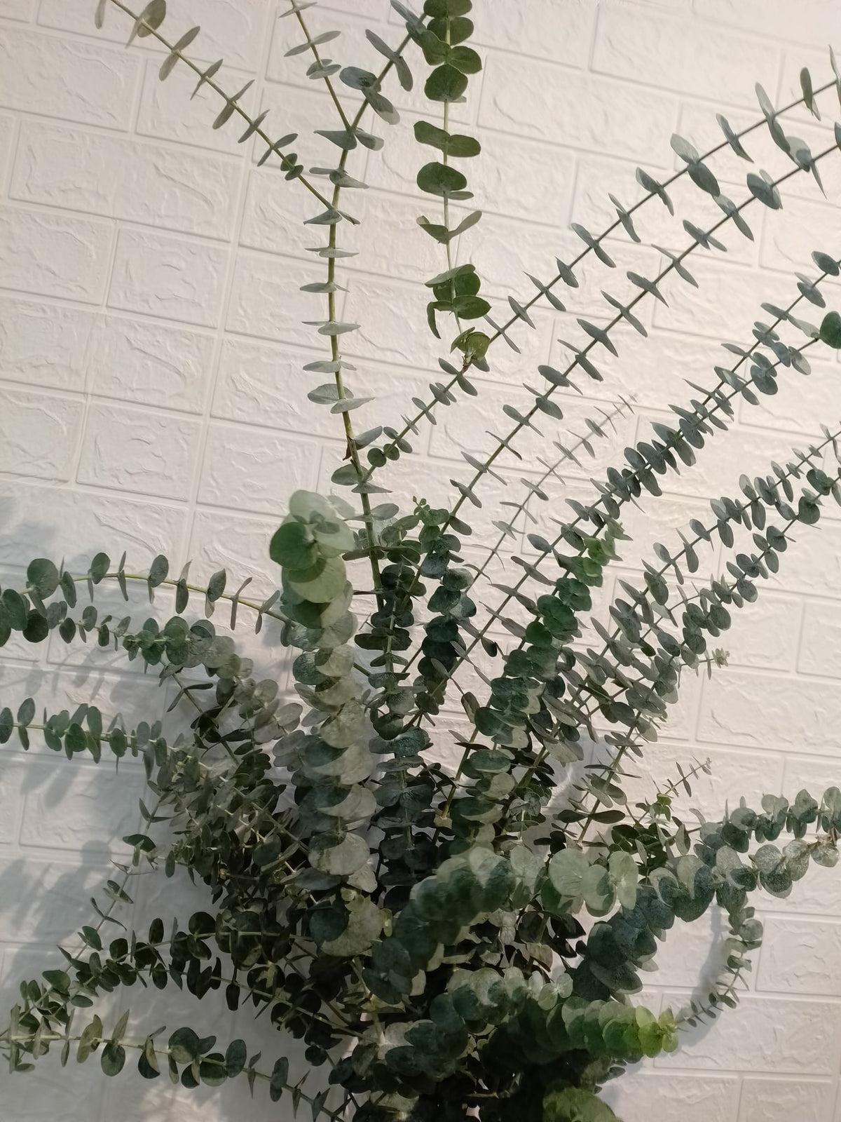 中叶尤加利 Baby Blue Eucalyptus, flower photo