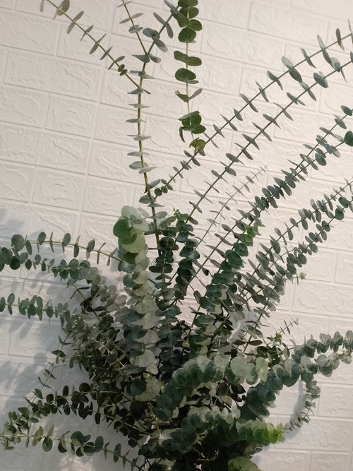 中叶尤加利 Baby Blue Eucalyptus, flower photo
