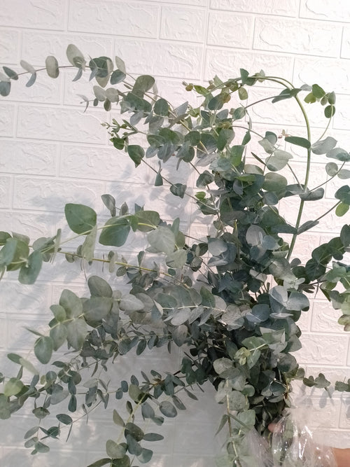 大叶尤加利 Cinerea Eucalyptus, flower photo