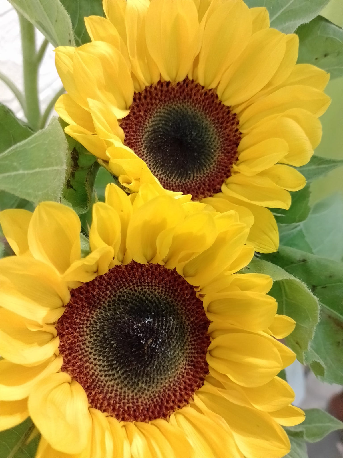 向日葵 Sunflower, flower photo