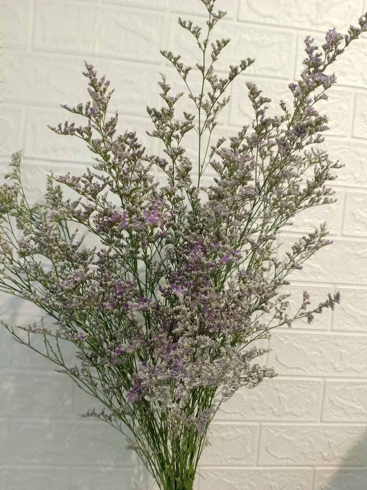 彩星（紫色） Limonium (Purple), flower photo