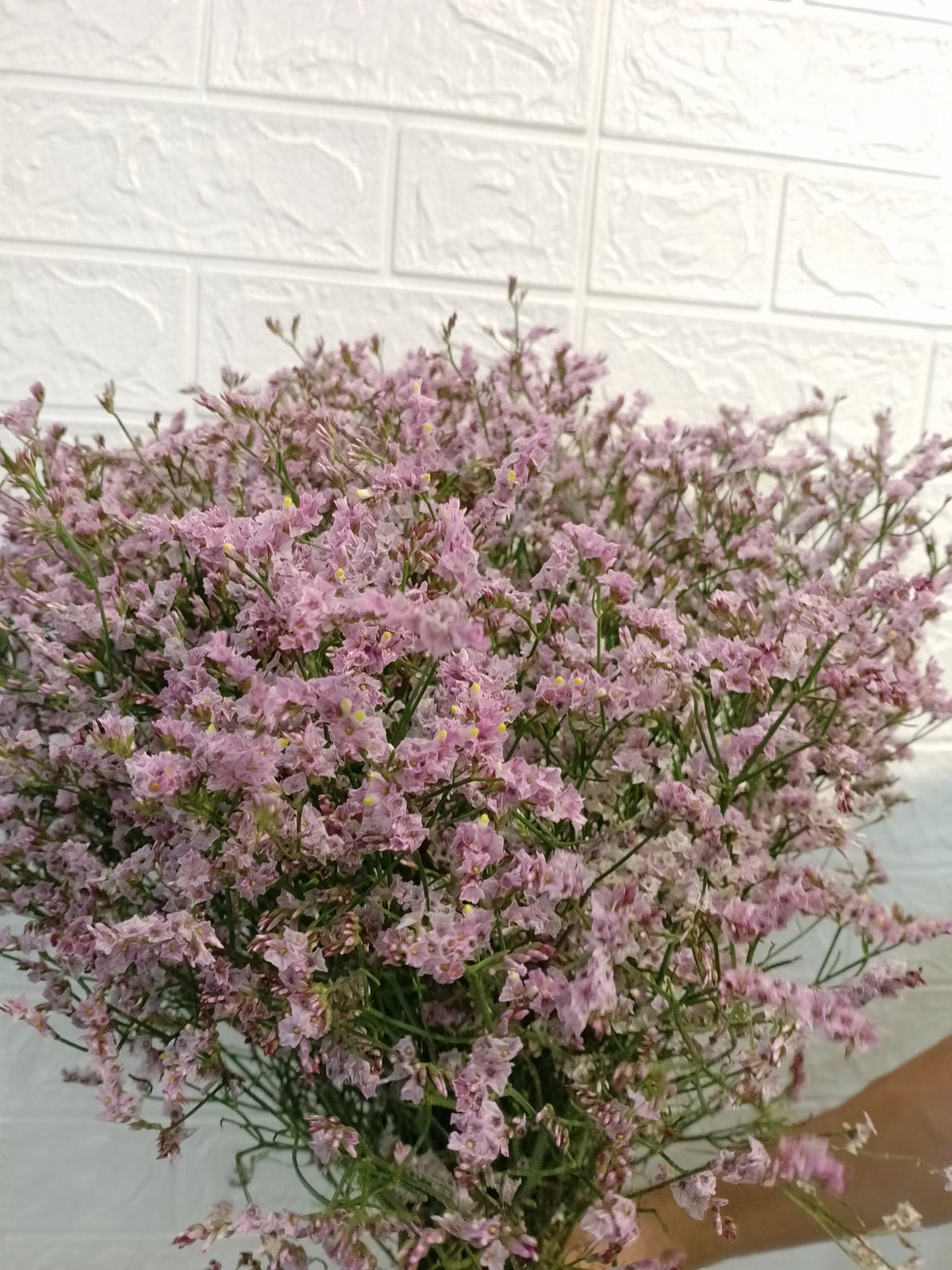 彩星（粉色／浅粉色） Limonium (Pink / Light Pink), flower photo