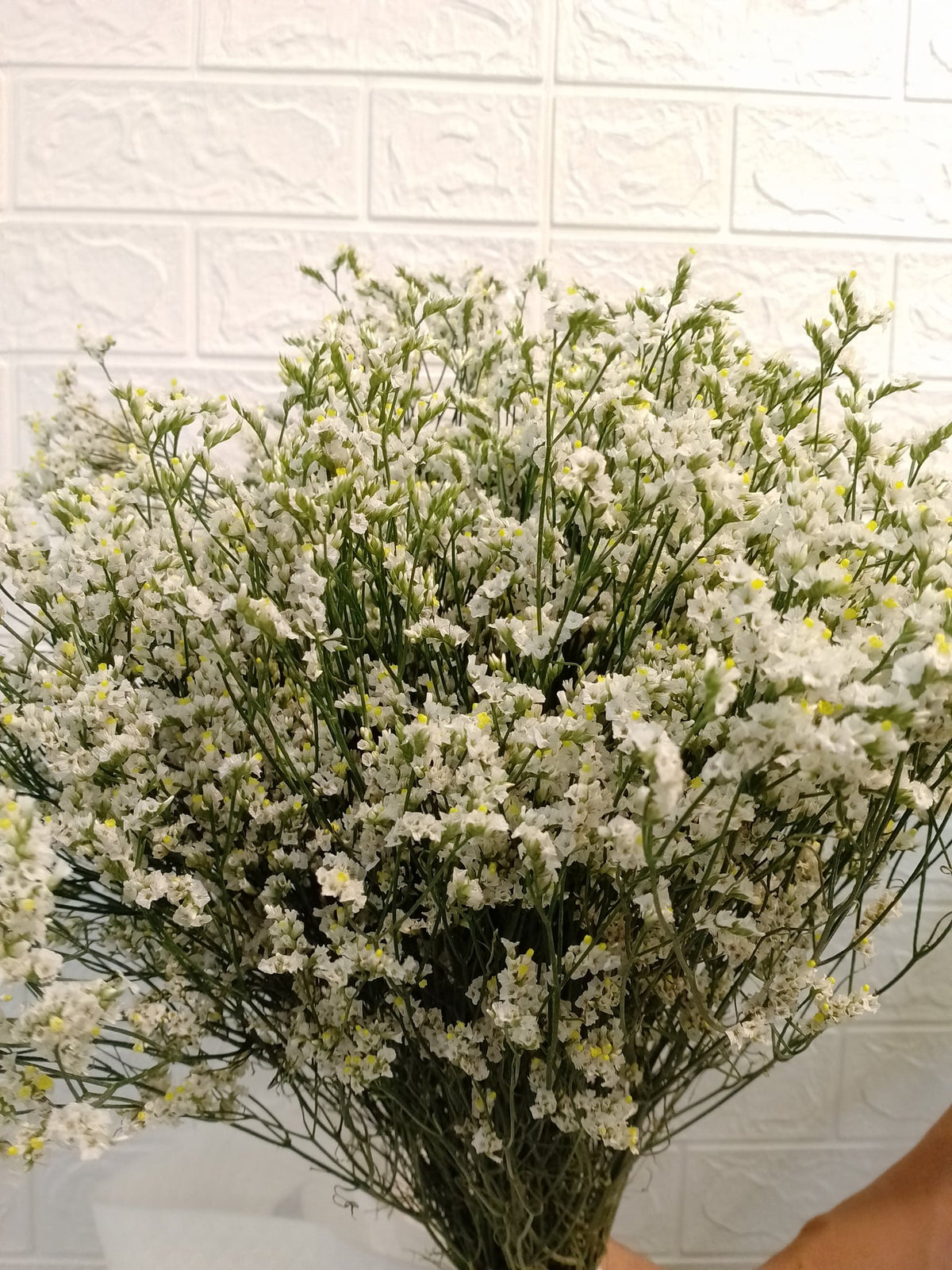 彩星（白色） Limonium (White), flower photo