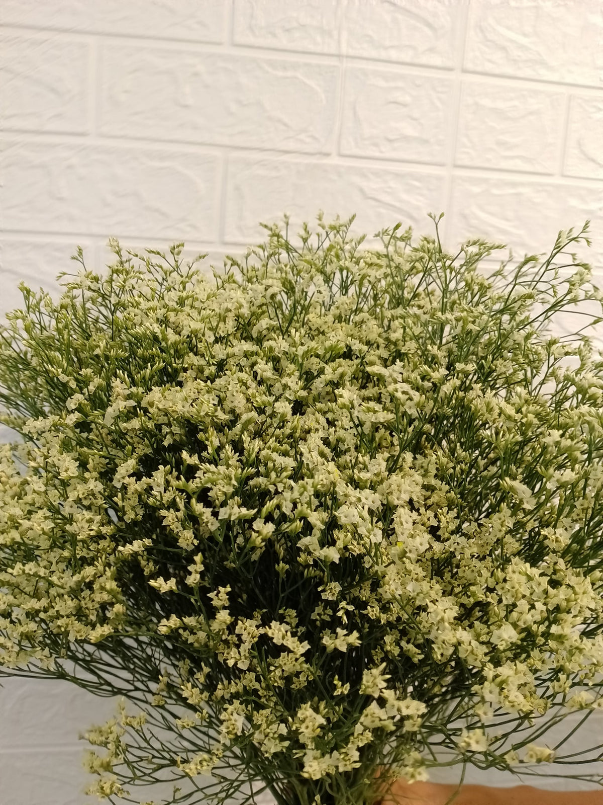 彩星（黄色） Limonium (Yellow), flower photo