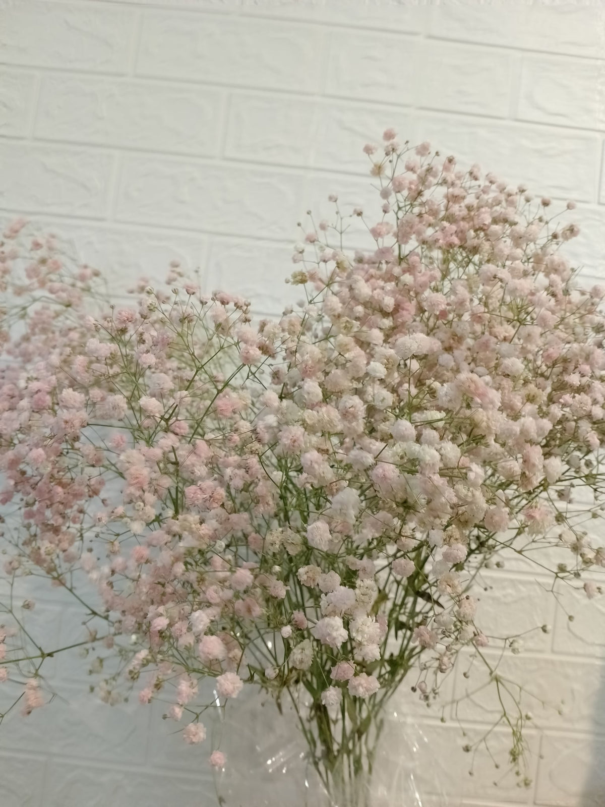 马卡龙百万星（浅粉） Macaron Million Star Gypsophila (Light Pink), flower photo