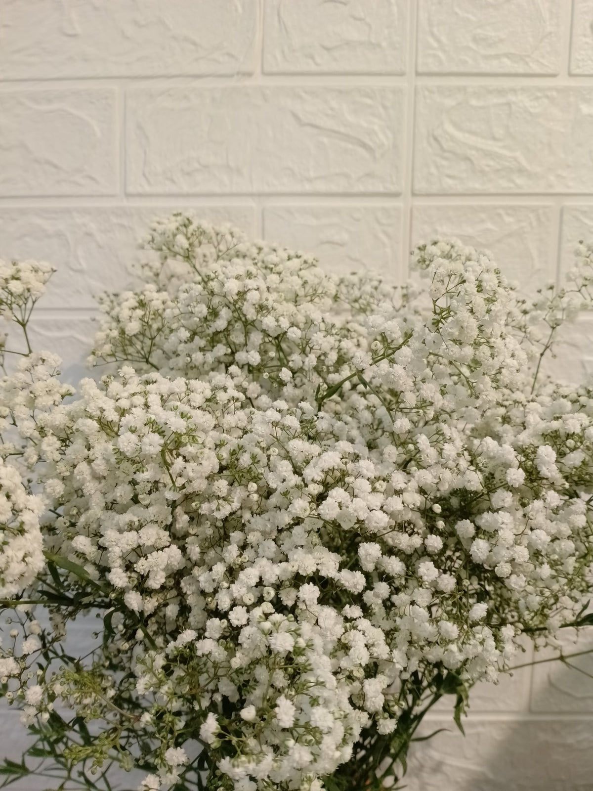 百万星（0.5公斤）／百万星（1公斤） Million Star Gypsophila (0.5 kg) / Million Star Gypsophila (1 kg), flower photo