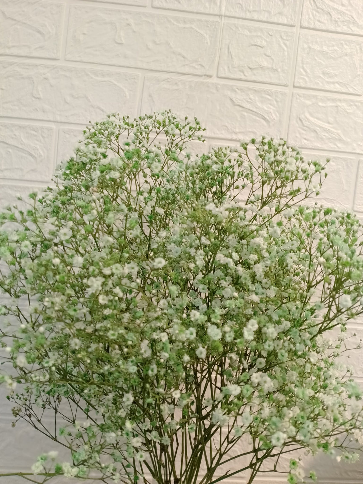 马卡龙百万星（绿色） Macaron Million Star Gypsophila (Green), flower photo