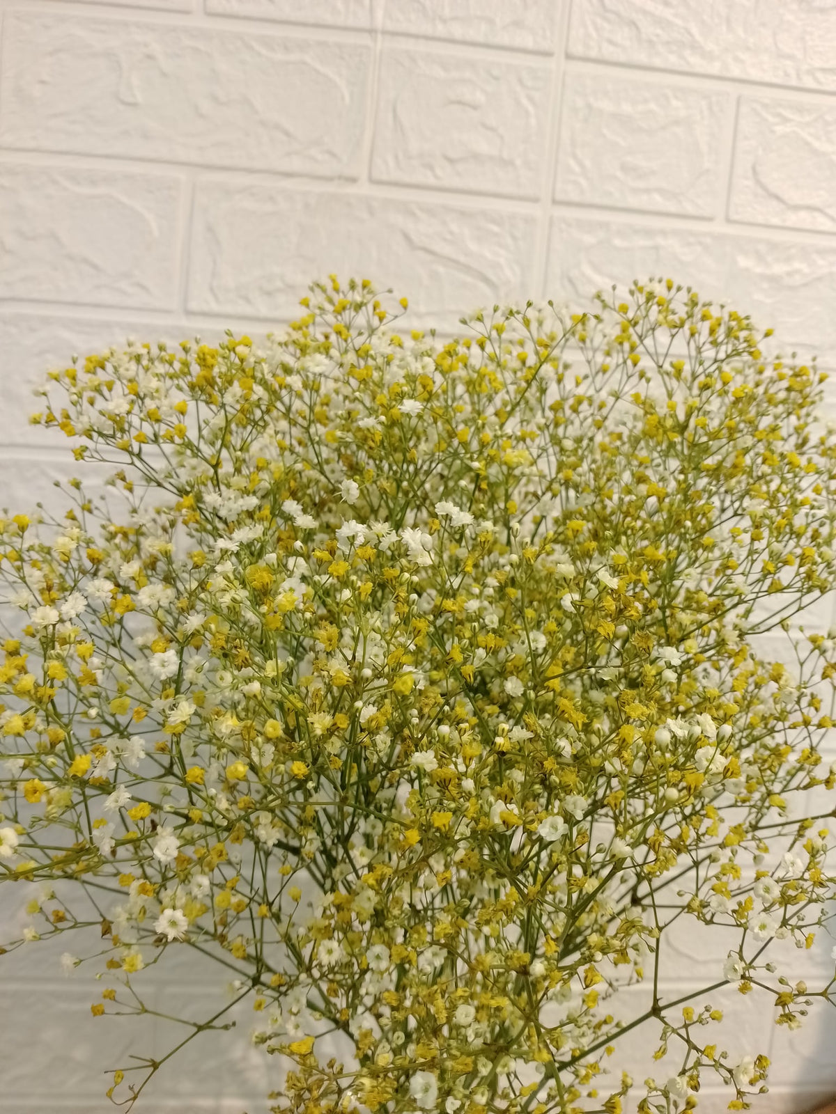 马卡龙百万星（黄色） Macaron Million Star Gypsophila (Yellow), flower photo