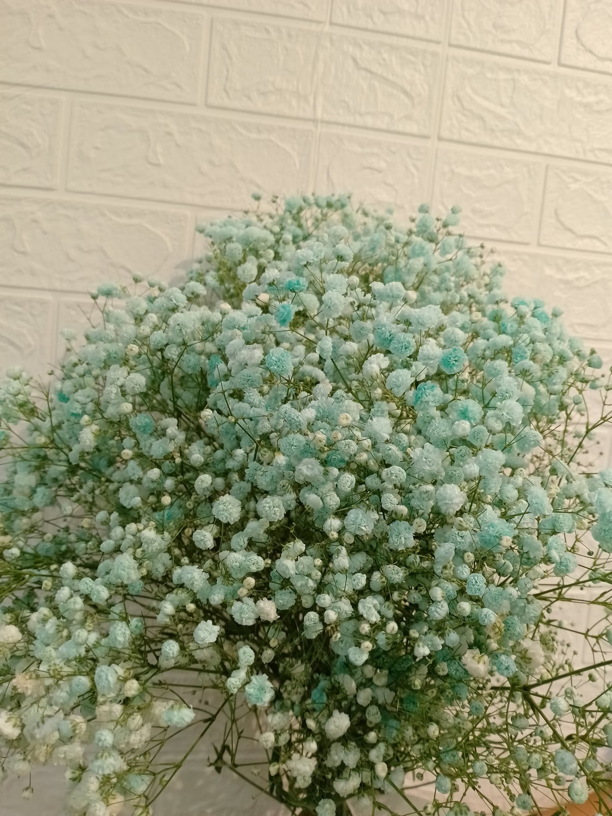 马卡龙百万星（浅蓝） Macaron Million Star Gypsophila (Light Blue), flower photo