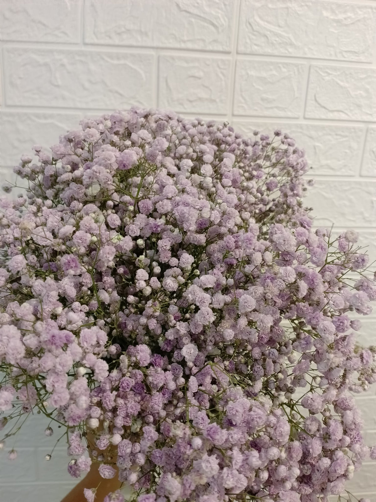 马卡龙百万星（浅紫） Macaron Million Star Gypsophila (Light Purple), flower photo