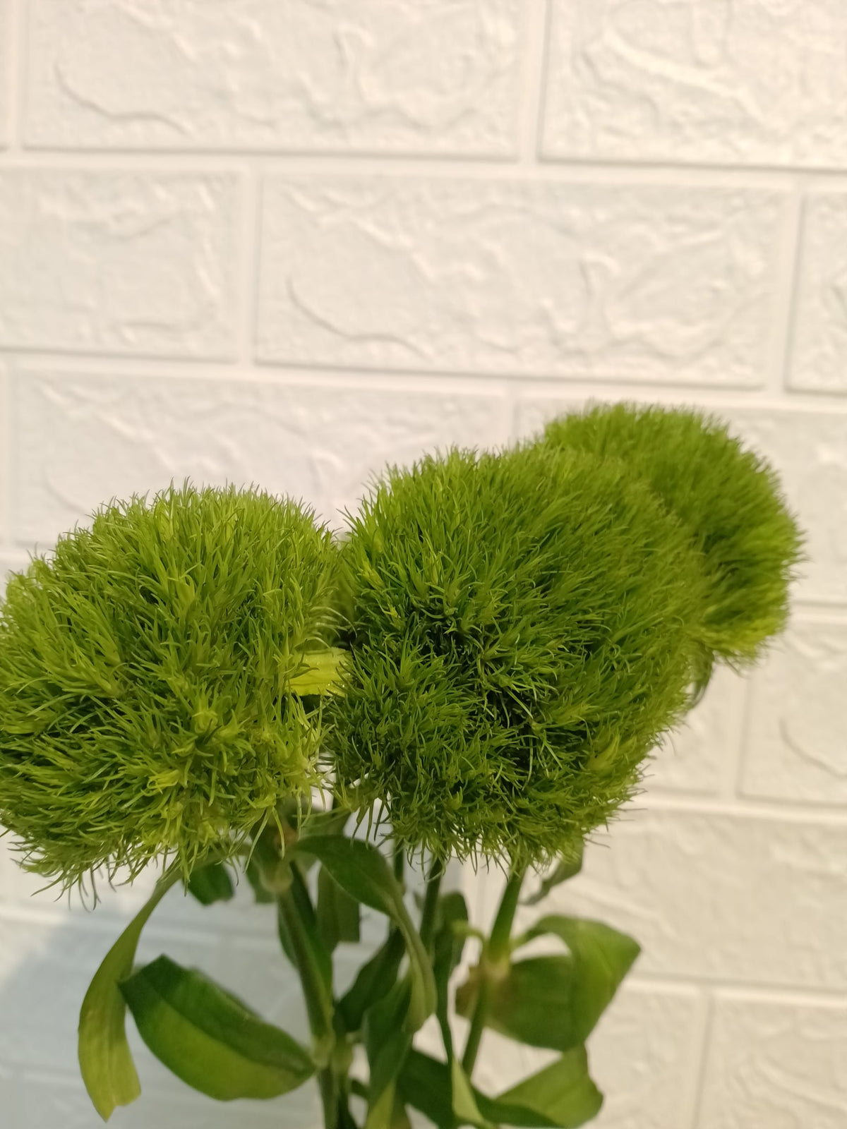 绿石竹 Green Wicky Dianthus, flower photo