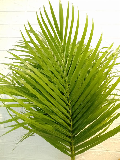 散尾葵 Areca Palm (Chrysalidocarpus), flower photo