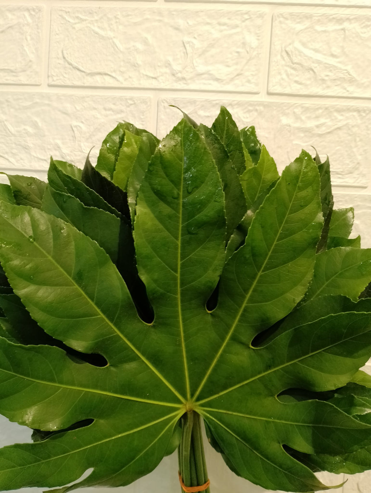 八角叶 Fatsia Japonica Leaf, flower photo