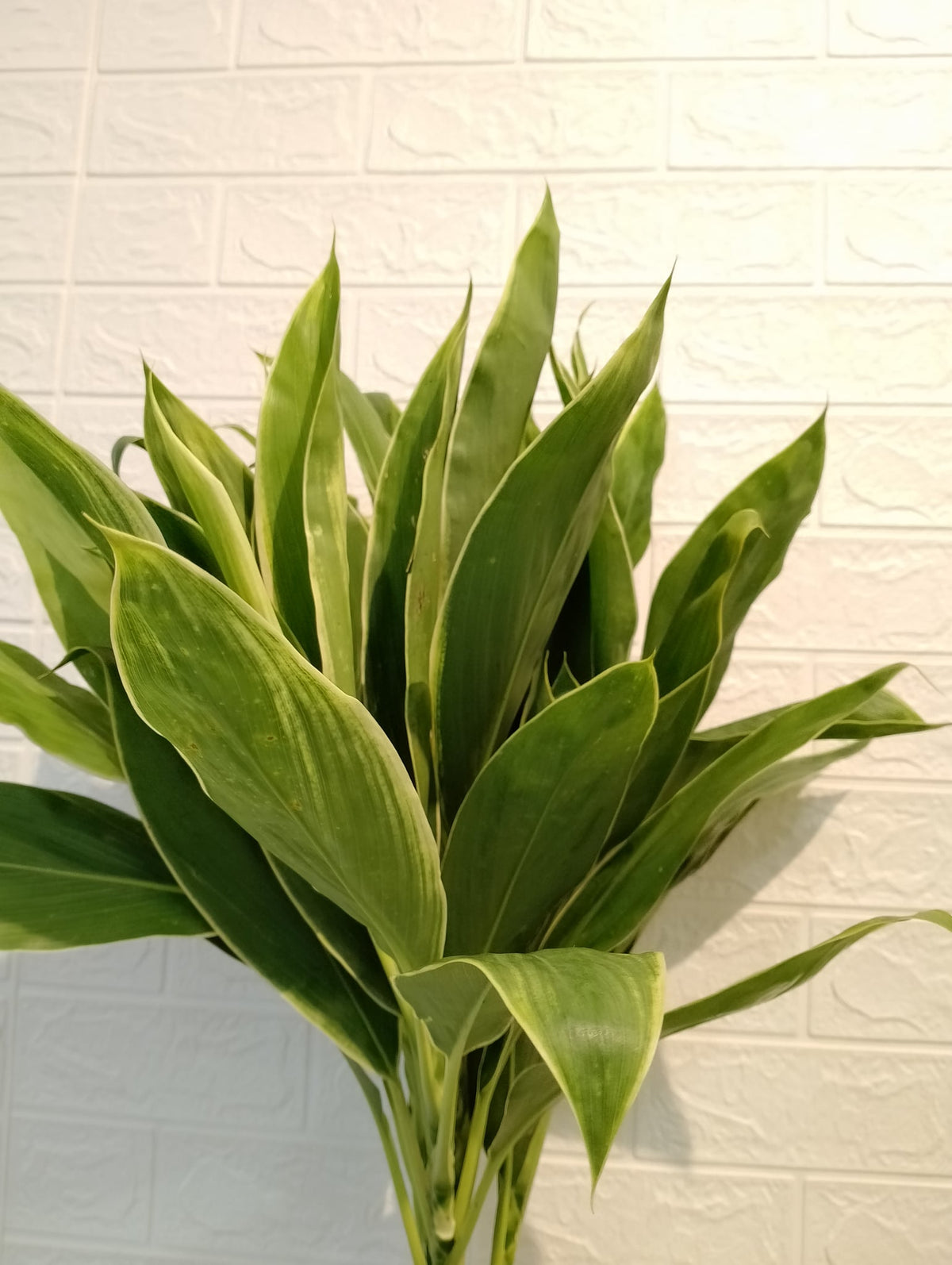 万年青 Evergreen, flower photo