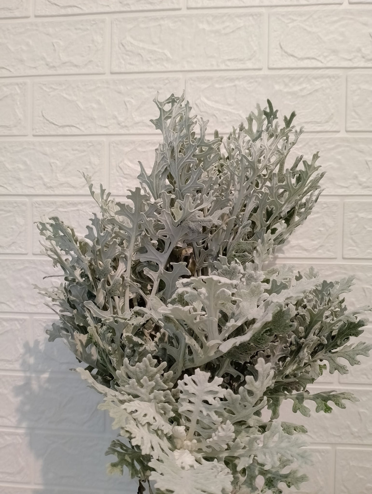 银叶菊 Dusty Miller, flower photo