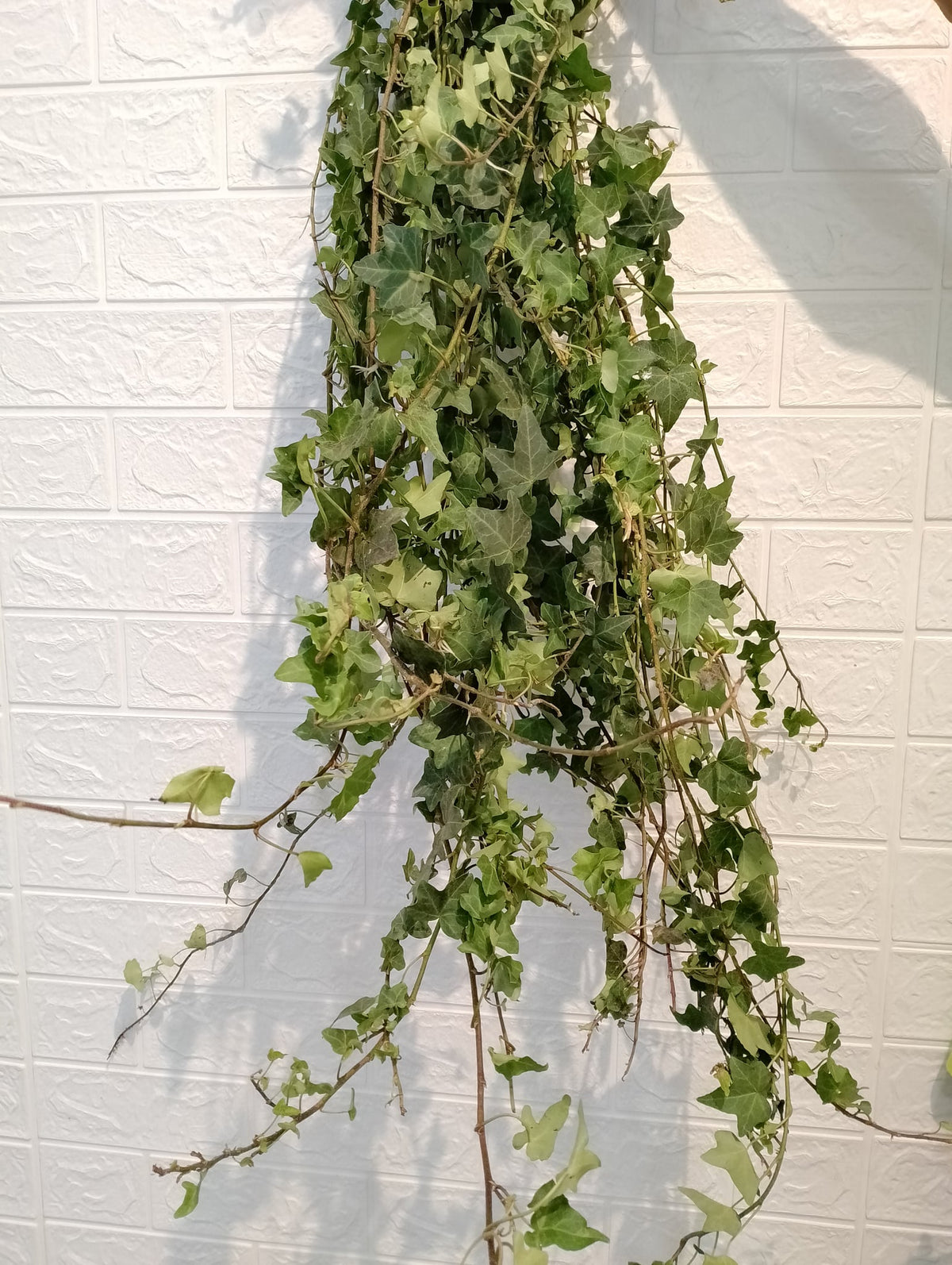 常春藤（绿色） Ivy (Hedera Helix) (Green), flower photo