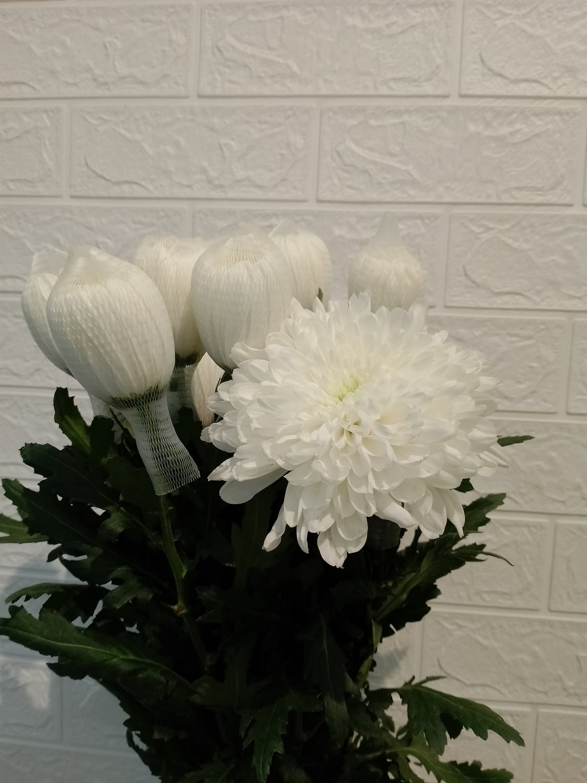 单头菊花（白色） Single-Head Chrysanthemum (White), flower photo