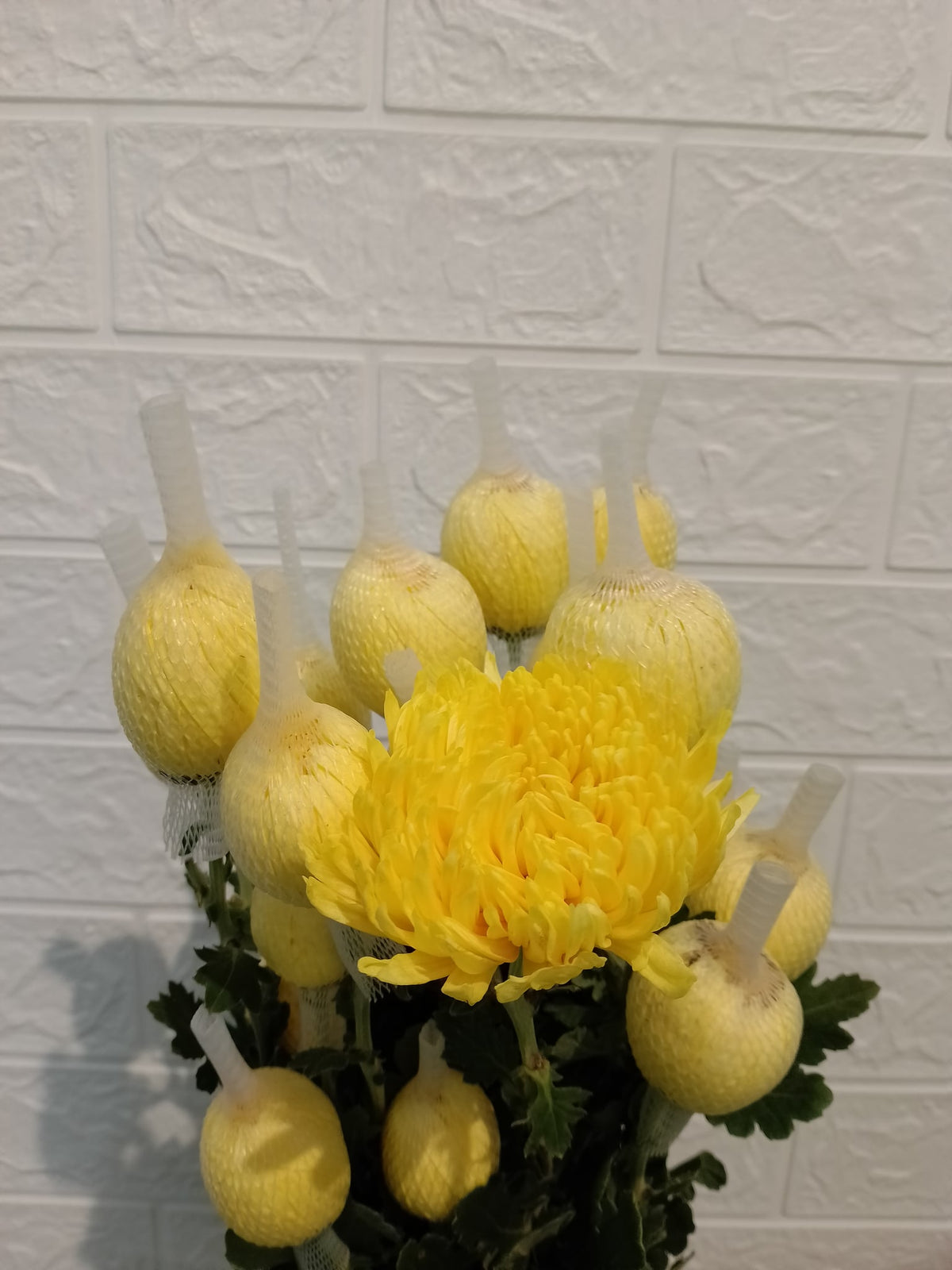 单头菊花（黄色） Single-Head Chrysanthemum (Yellow), flower photo