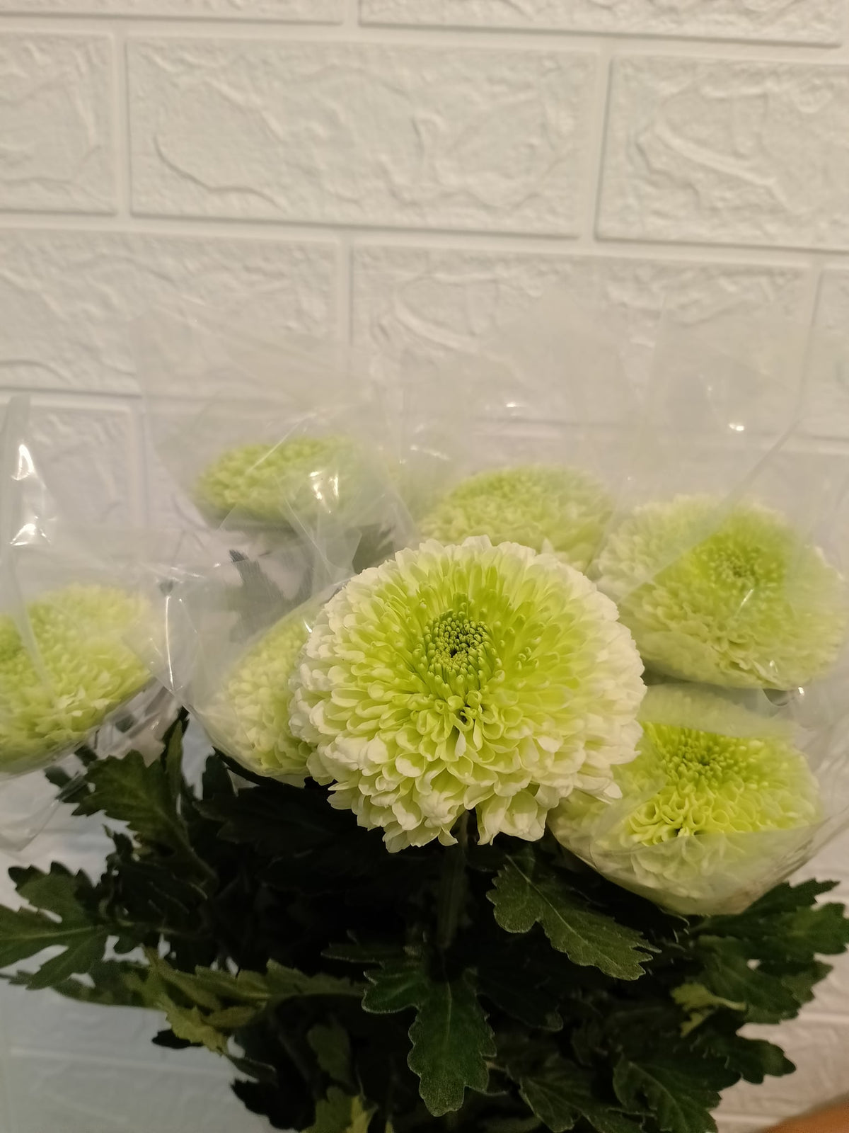 乒乓菊（绿色） Ping Pong Chrysanthemum (Green), flower photo