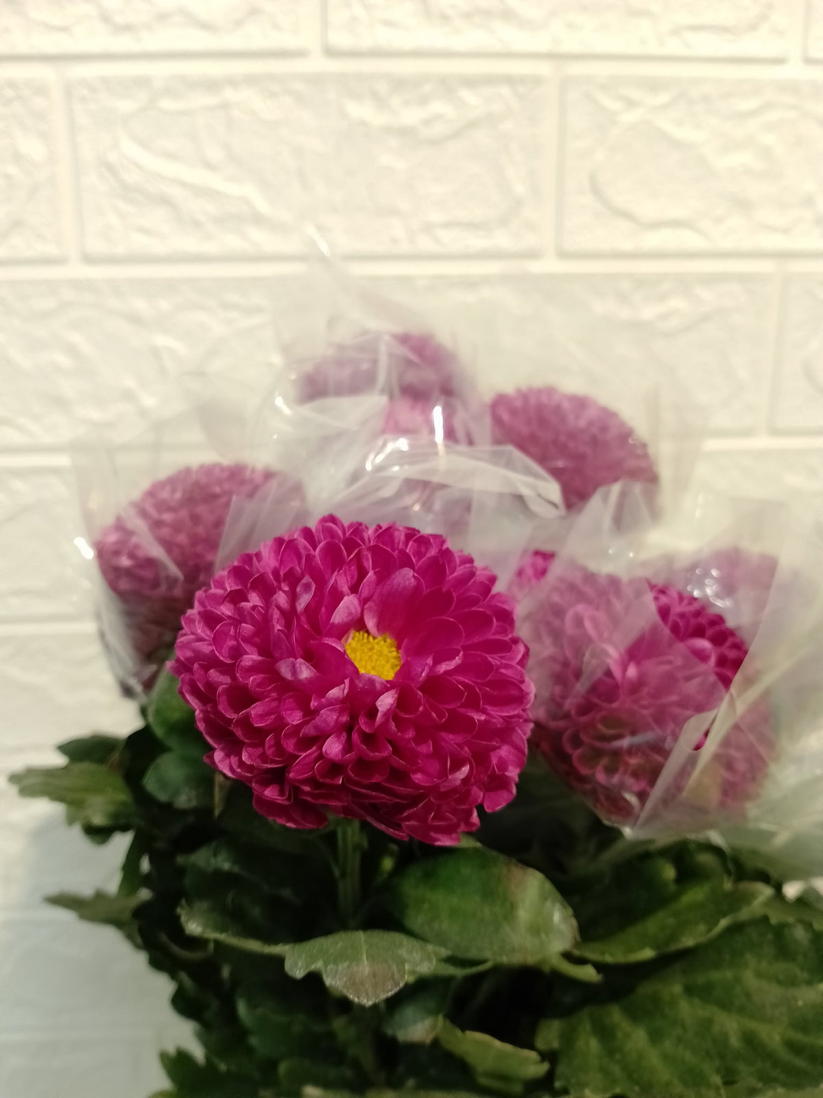 乒乓菊（紫色） Ping Pong Chrysanthemum (Purple), flower photo