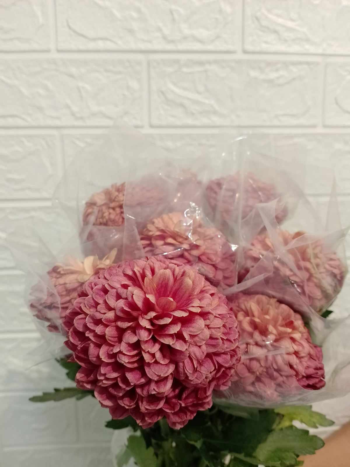 乒乓菊（红色） Ping Pong Chrysanthemum (Red), flower photo