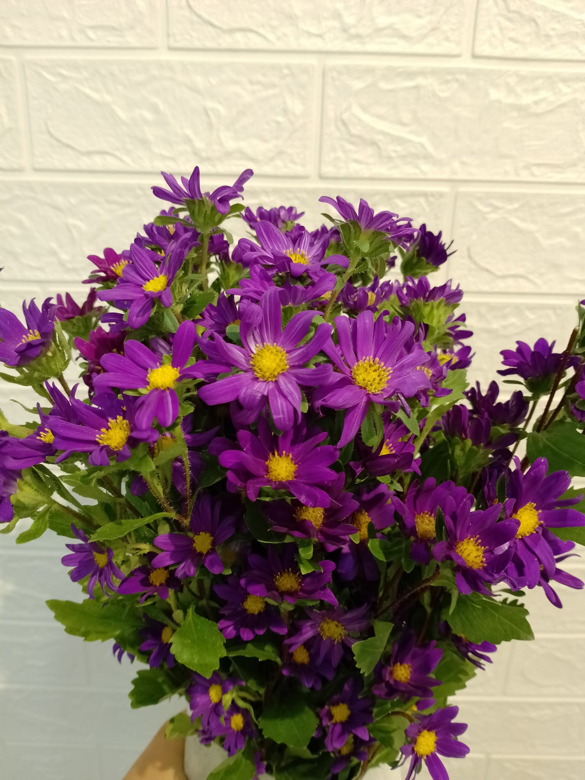 迷你翠菊（紫色） Hana Mini Aster (Purple), flower photo