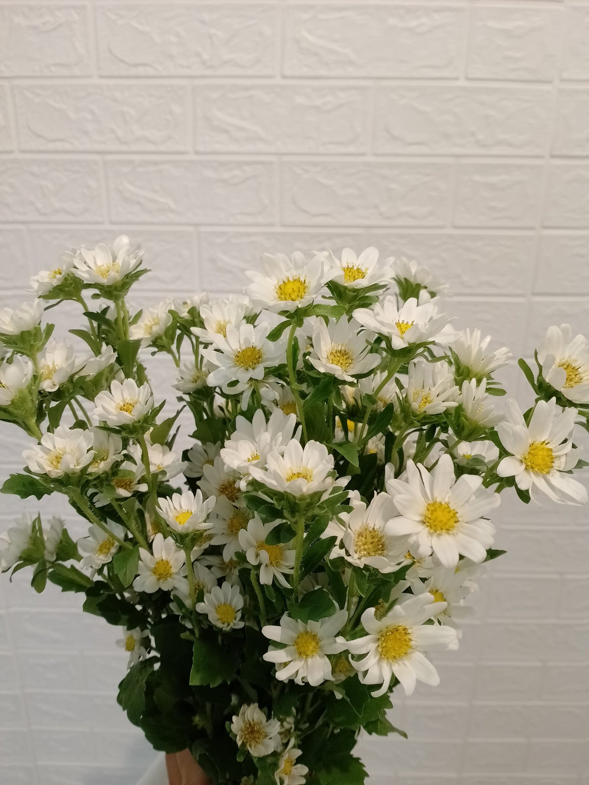 迷你翠菊（白色） Hana Mini Aster (White), flower photo