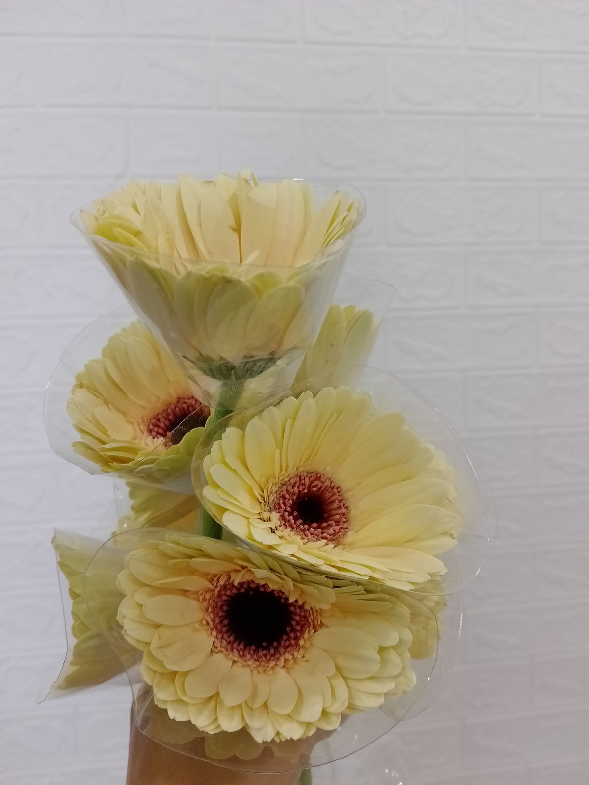 非洲菊（香槟） Gerbera (Champagne), flower photo