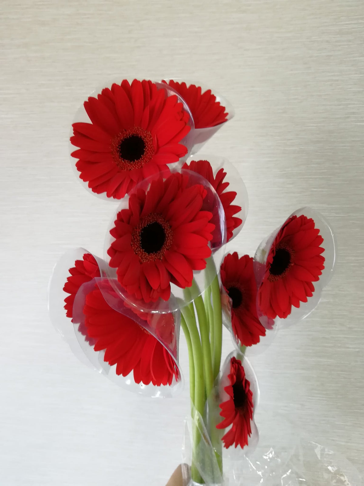 非洲菊（红色） Gerbera (Red), flower photo